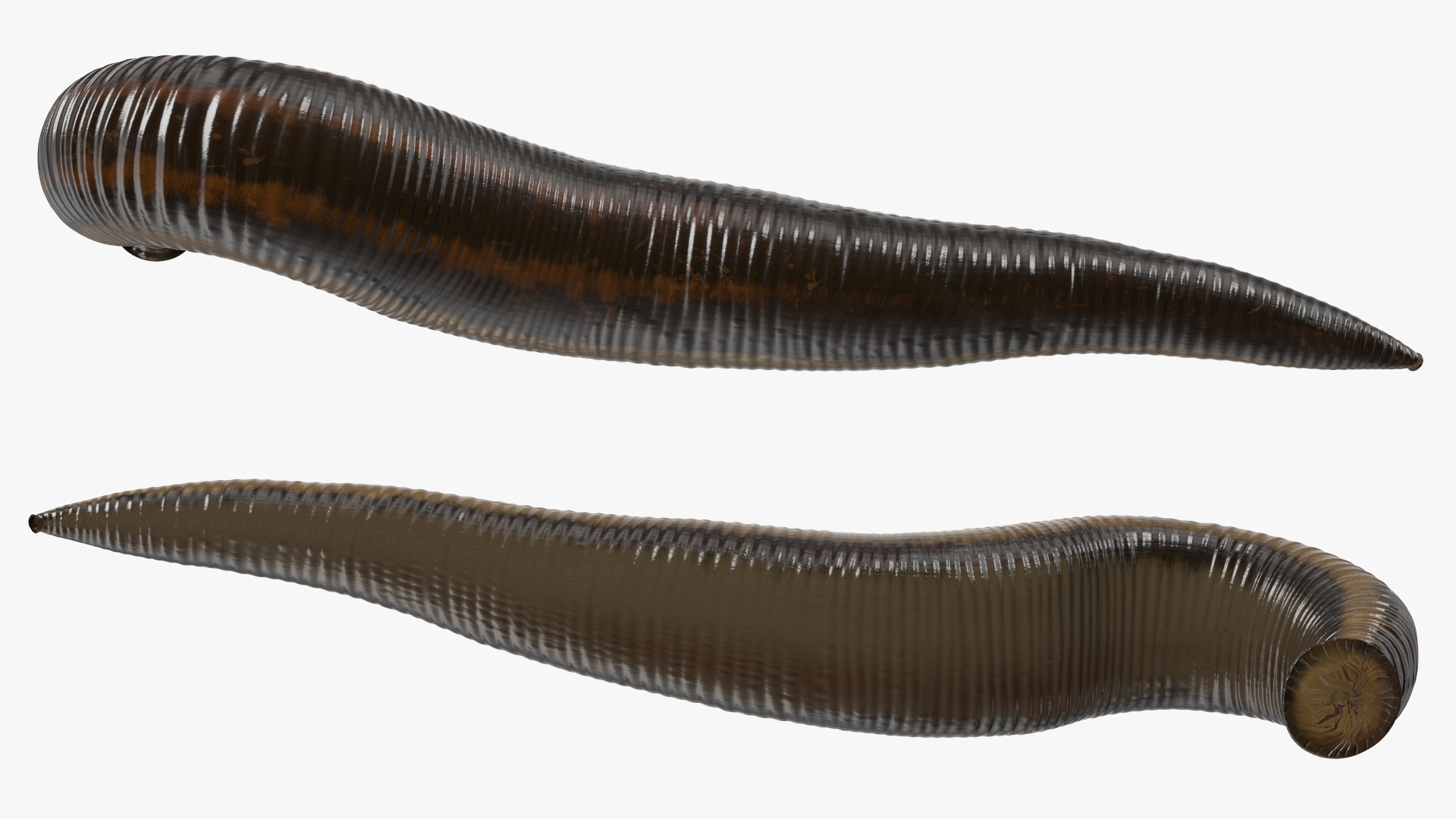 3D European Medicinal Leech Crawling model