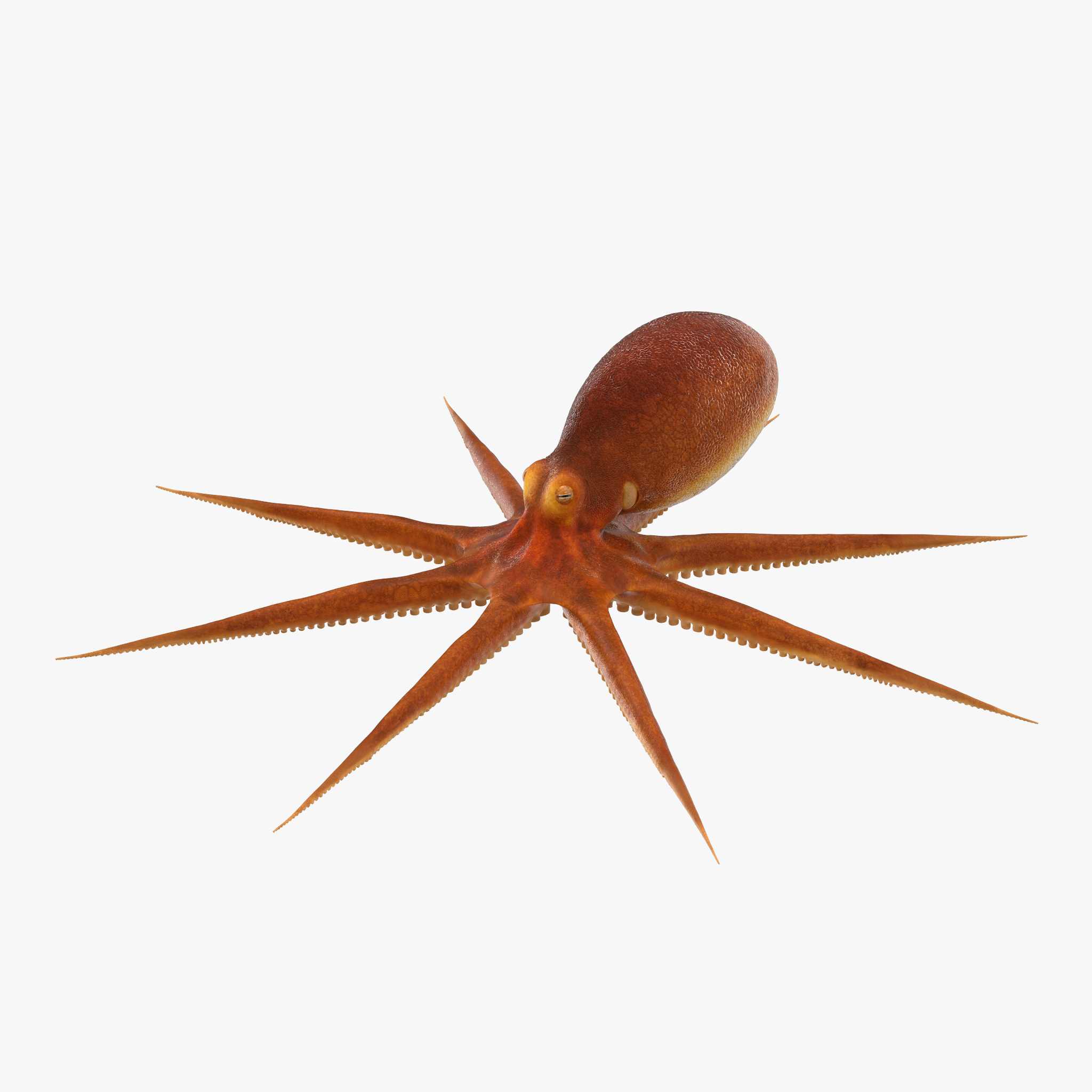 Octopus, view 7