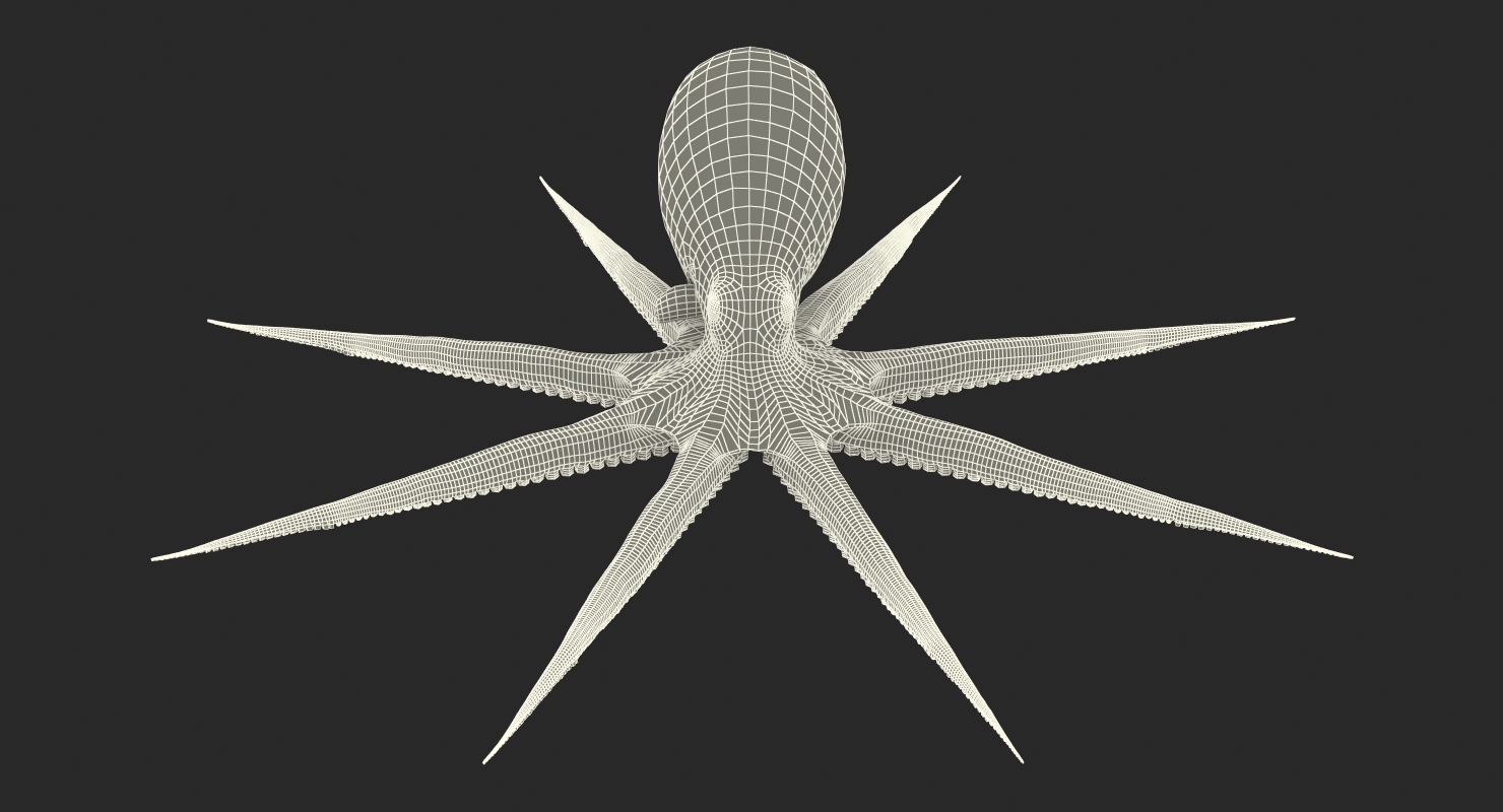 Octopus 3D model