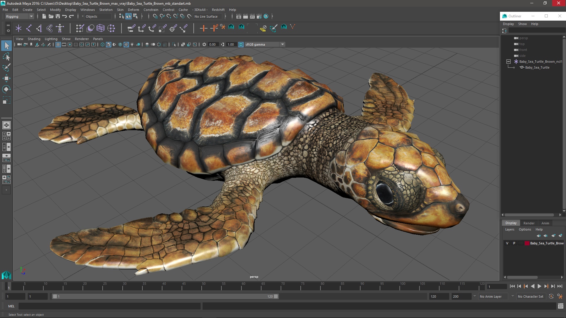 3D Baby Sea Turtle Brown