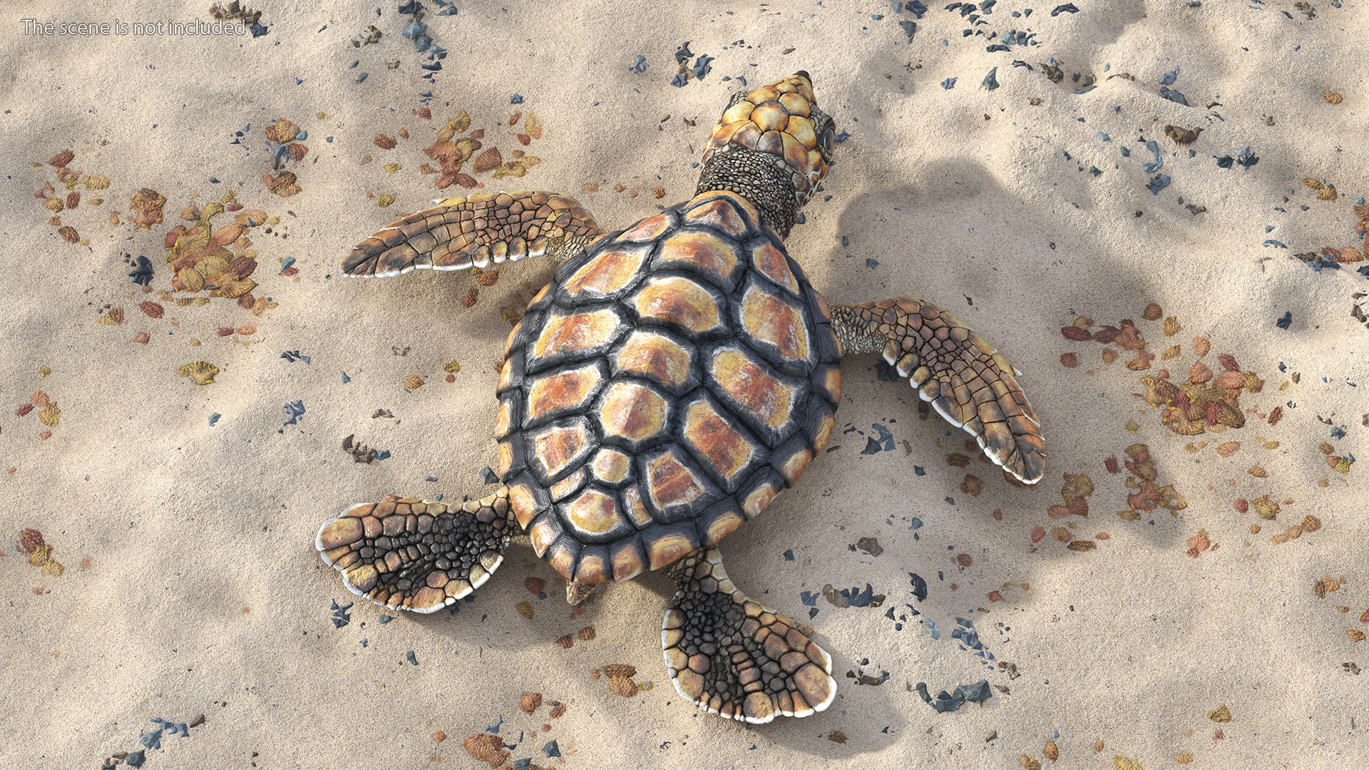 3D Baby Sea Turtle Brown