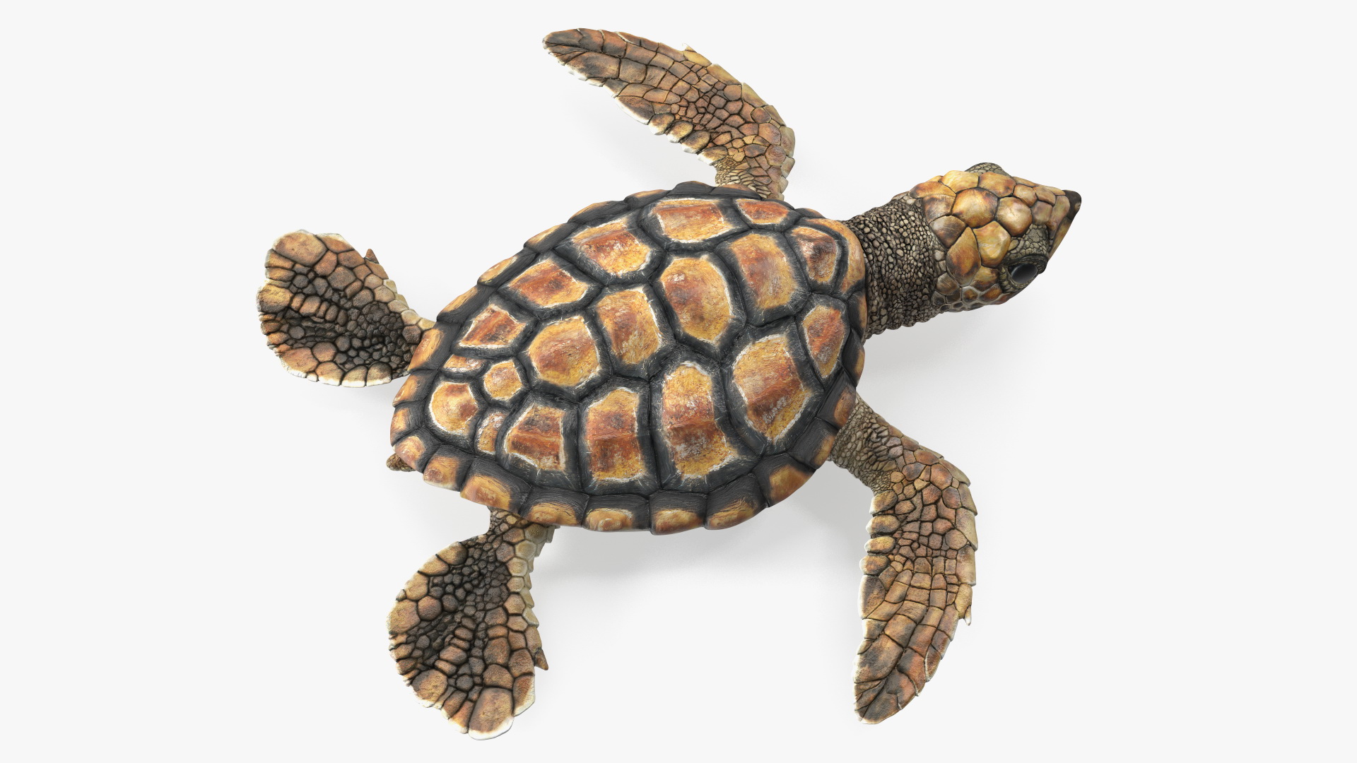 3D Baby Sea Turtle Brown