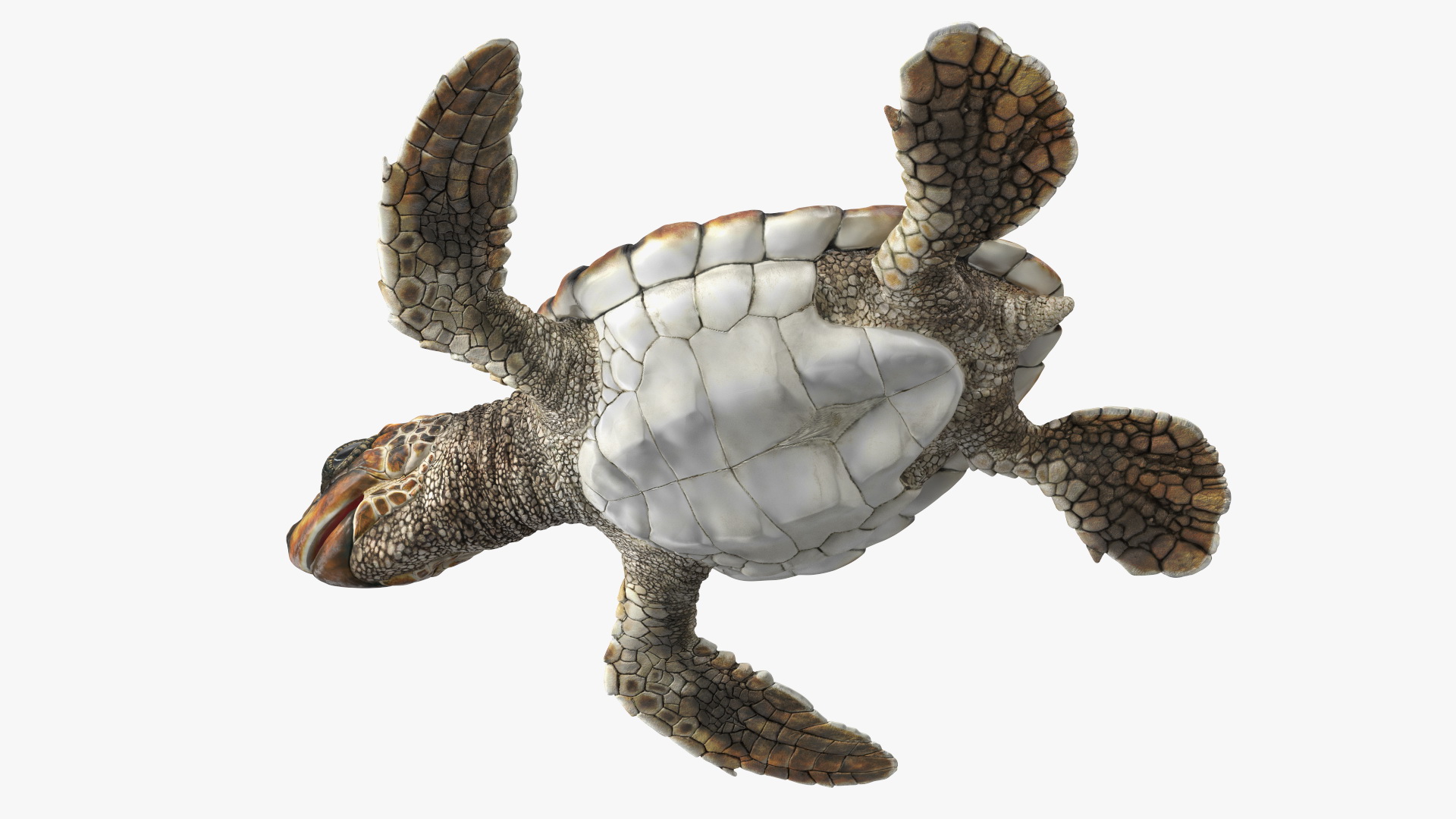 3D Baby Sea Turtle Brown