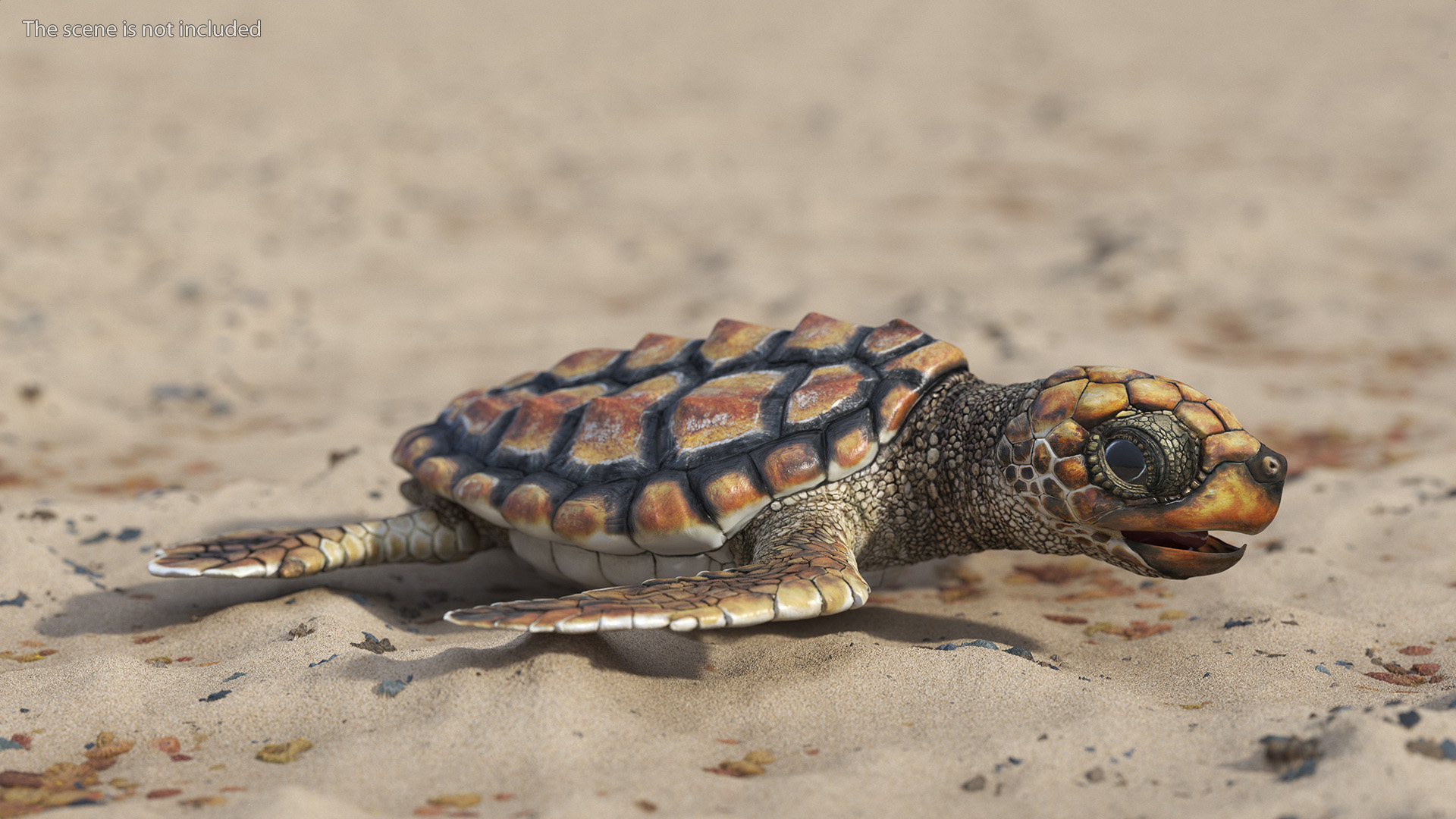 3D Baby Sea Turtle Brown
