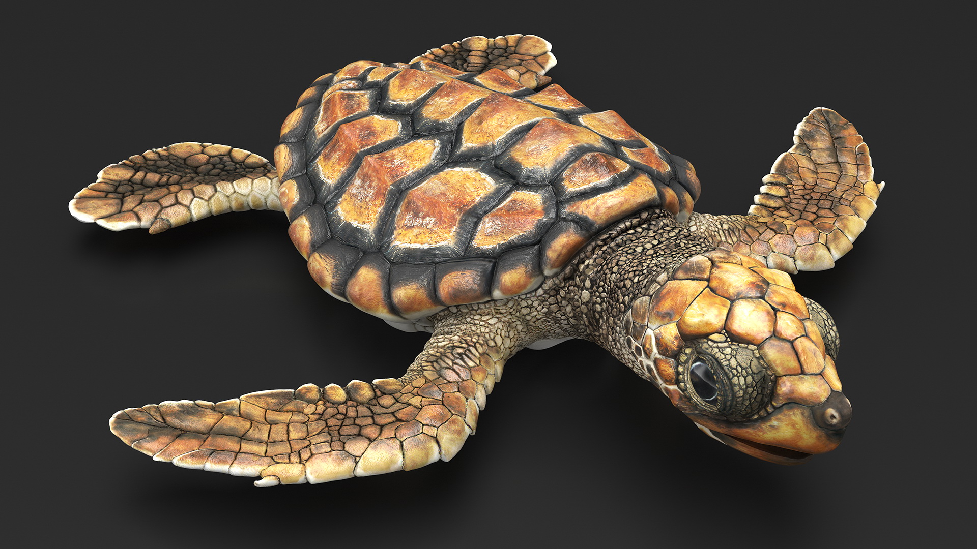 3D Baby Sea Turtle Brown