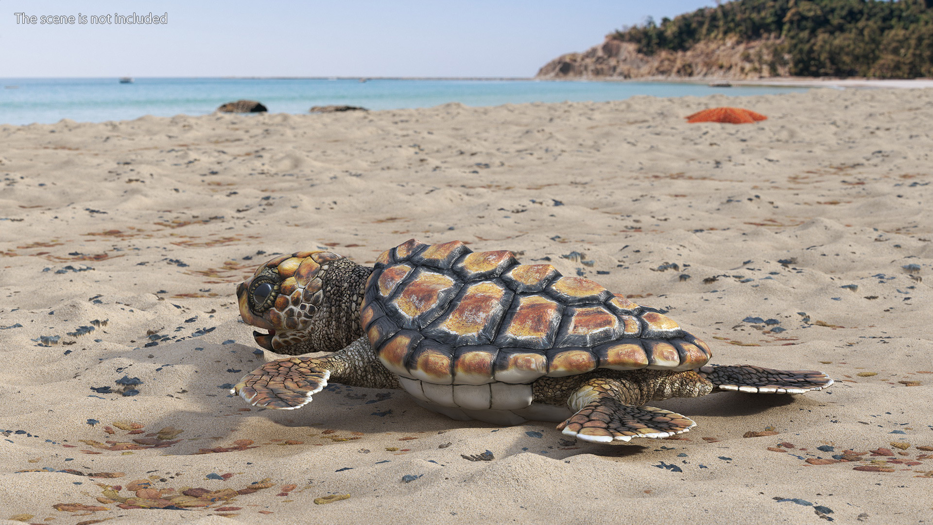 3D Baby Sea Turtle Brown