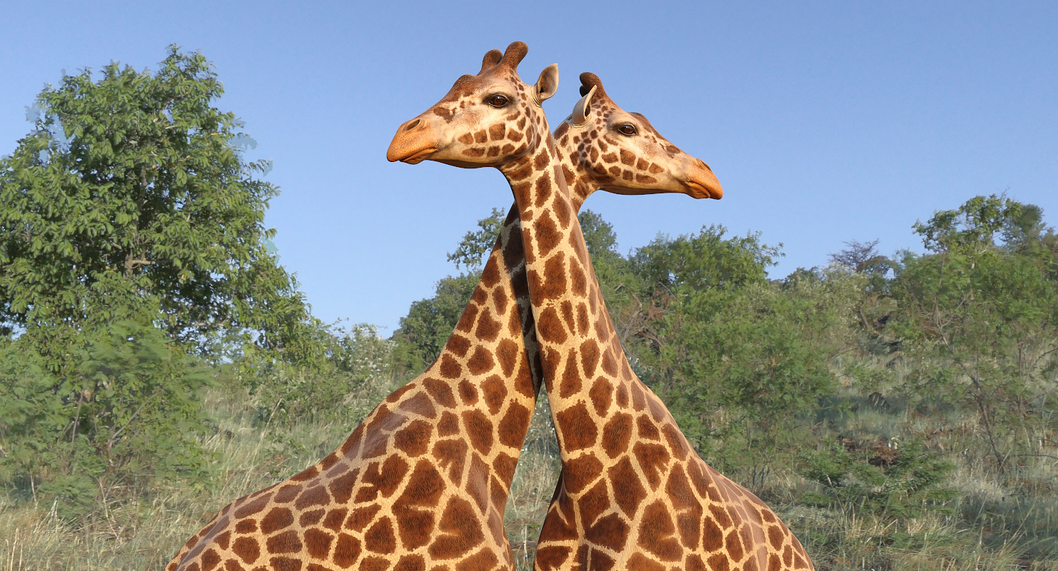 3D model African Giraffe