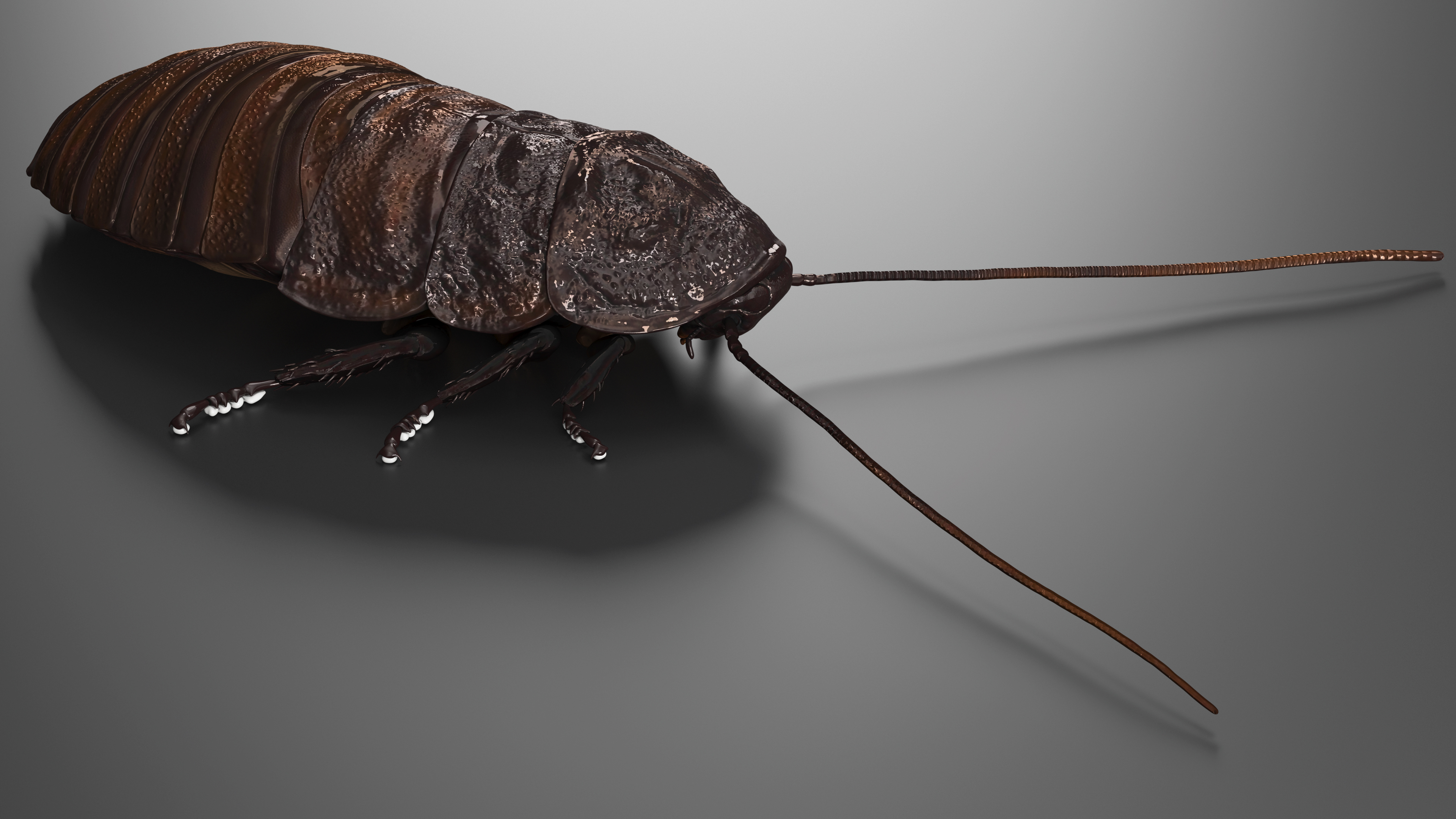 3D Brown Hooded Cockroach with Fur Rigged model