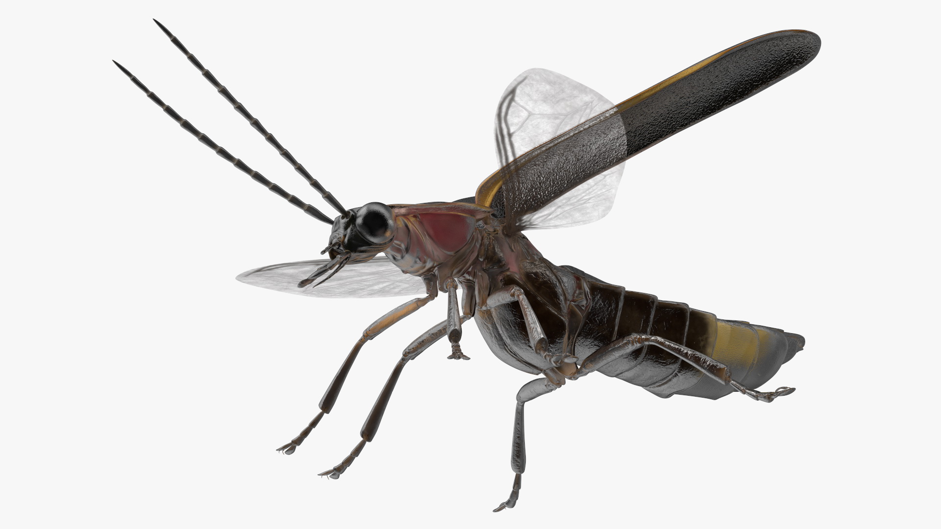 Big Dipper Firefly Basic Pose 3D model