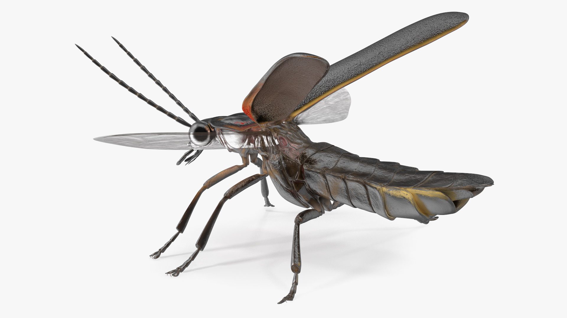 Big Dipper Firefly Basic Pose 3D model