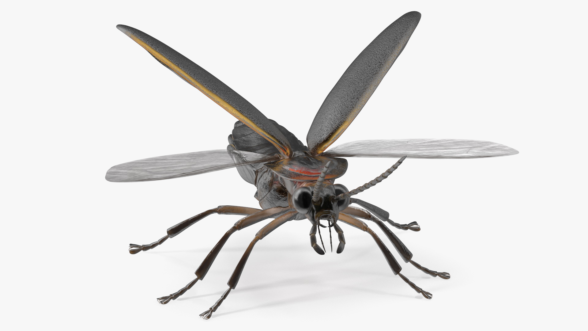 Big Dipper Firefly Basic Pose 3D model