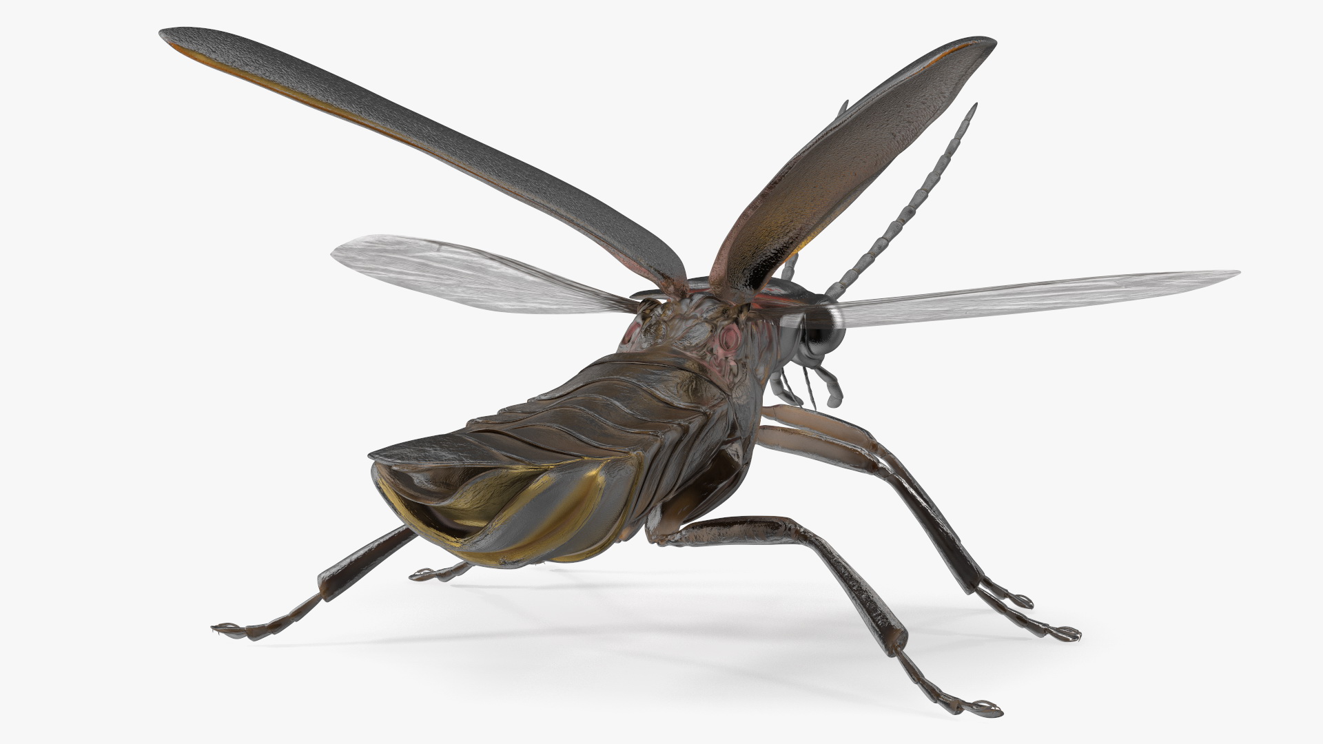 Big Dipper Firefly Basic Pose 3D model
