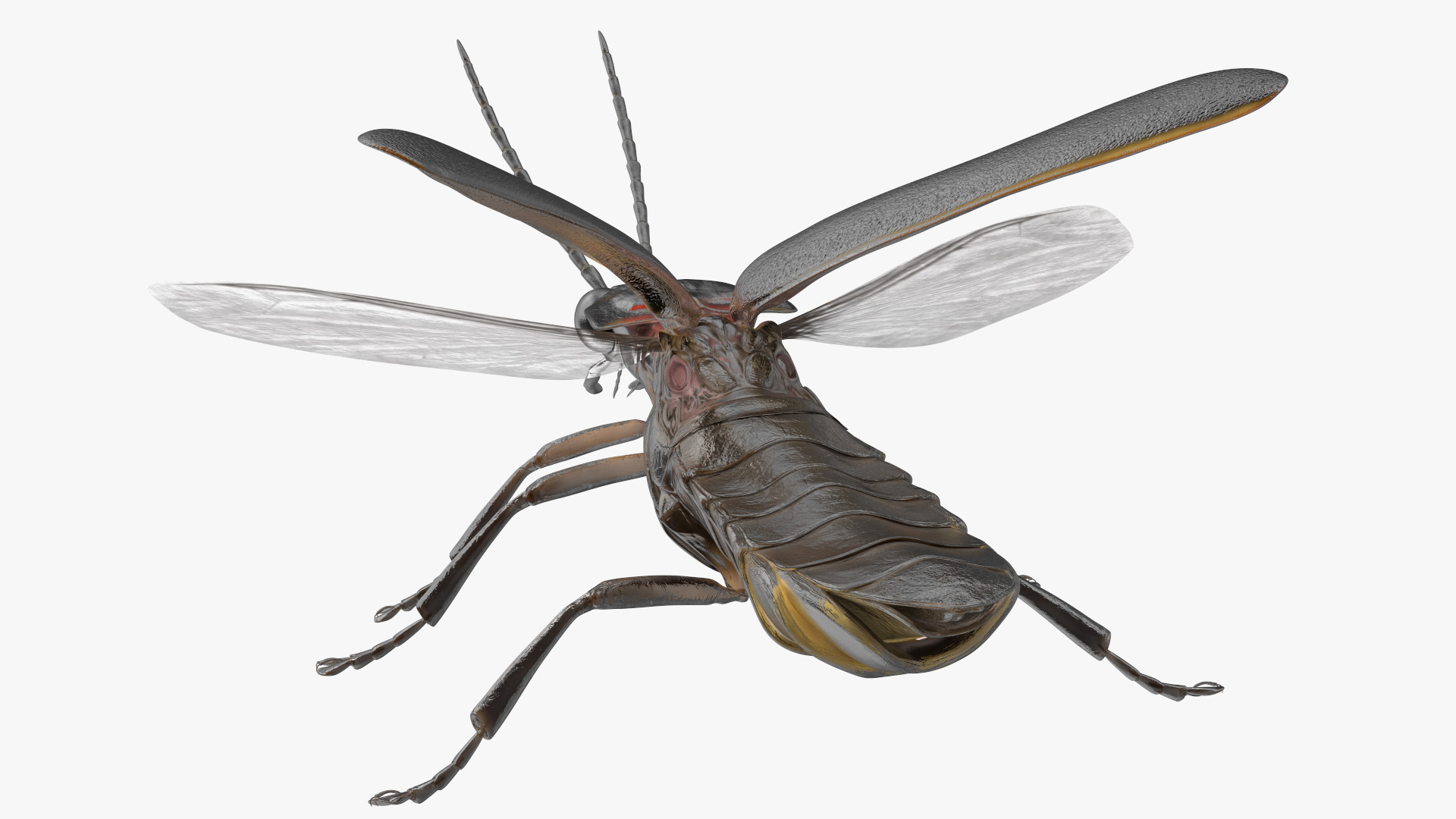Big Dipper Firefly Basic Pose 3D model