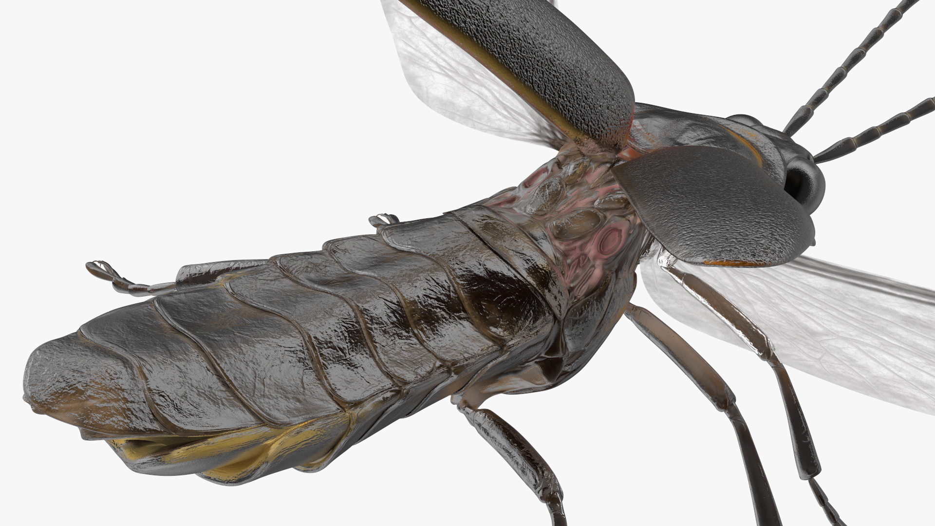 Big Dipper Firefly Basic Pose 3D model