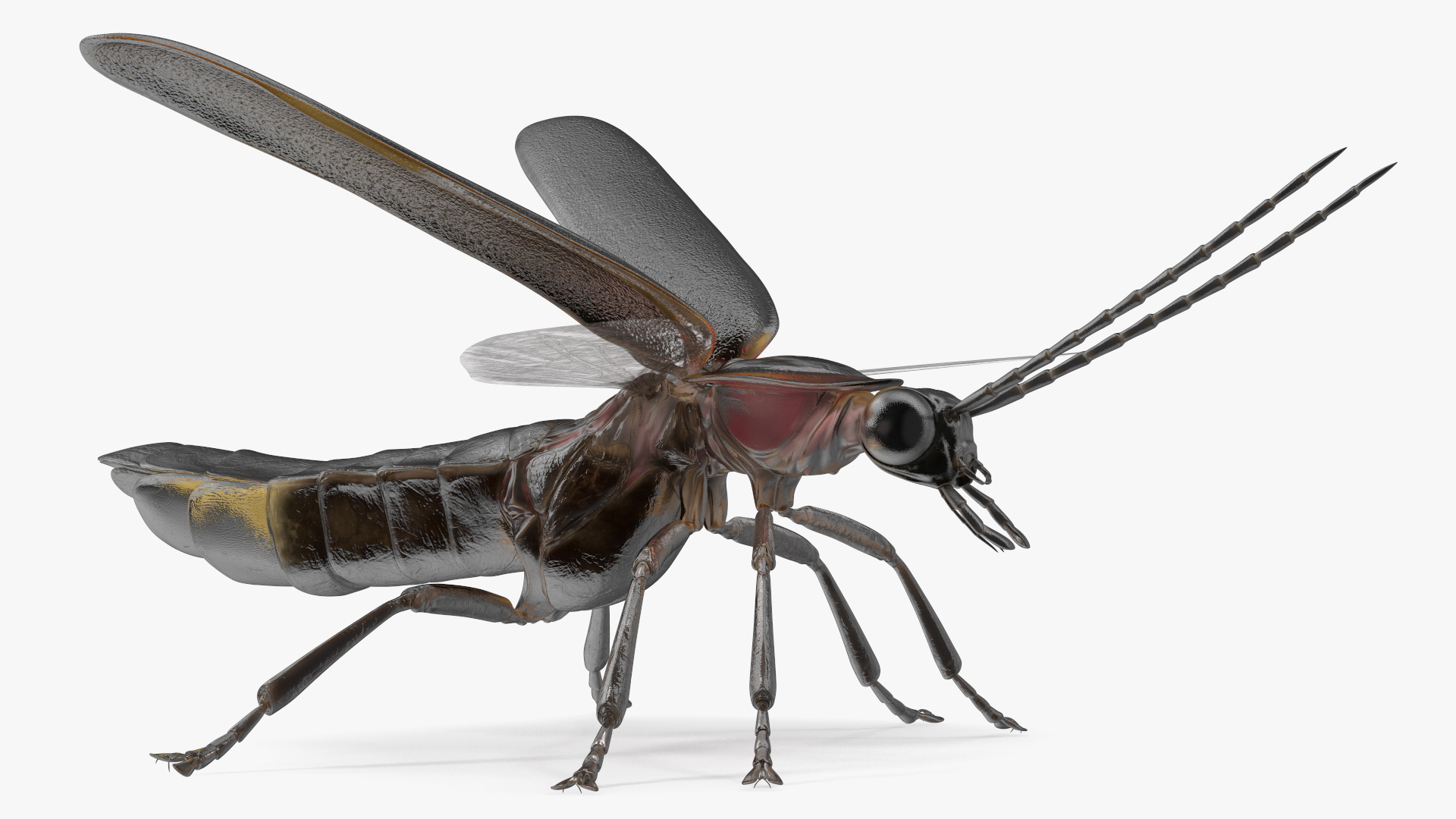 Big Dipper Firefly Basic Pose 3D model