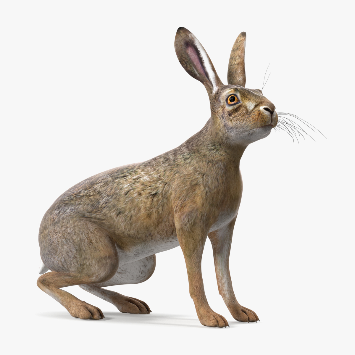 3D Jackrabbit Rigged for Cinema 4D