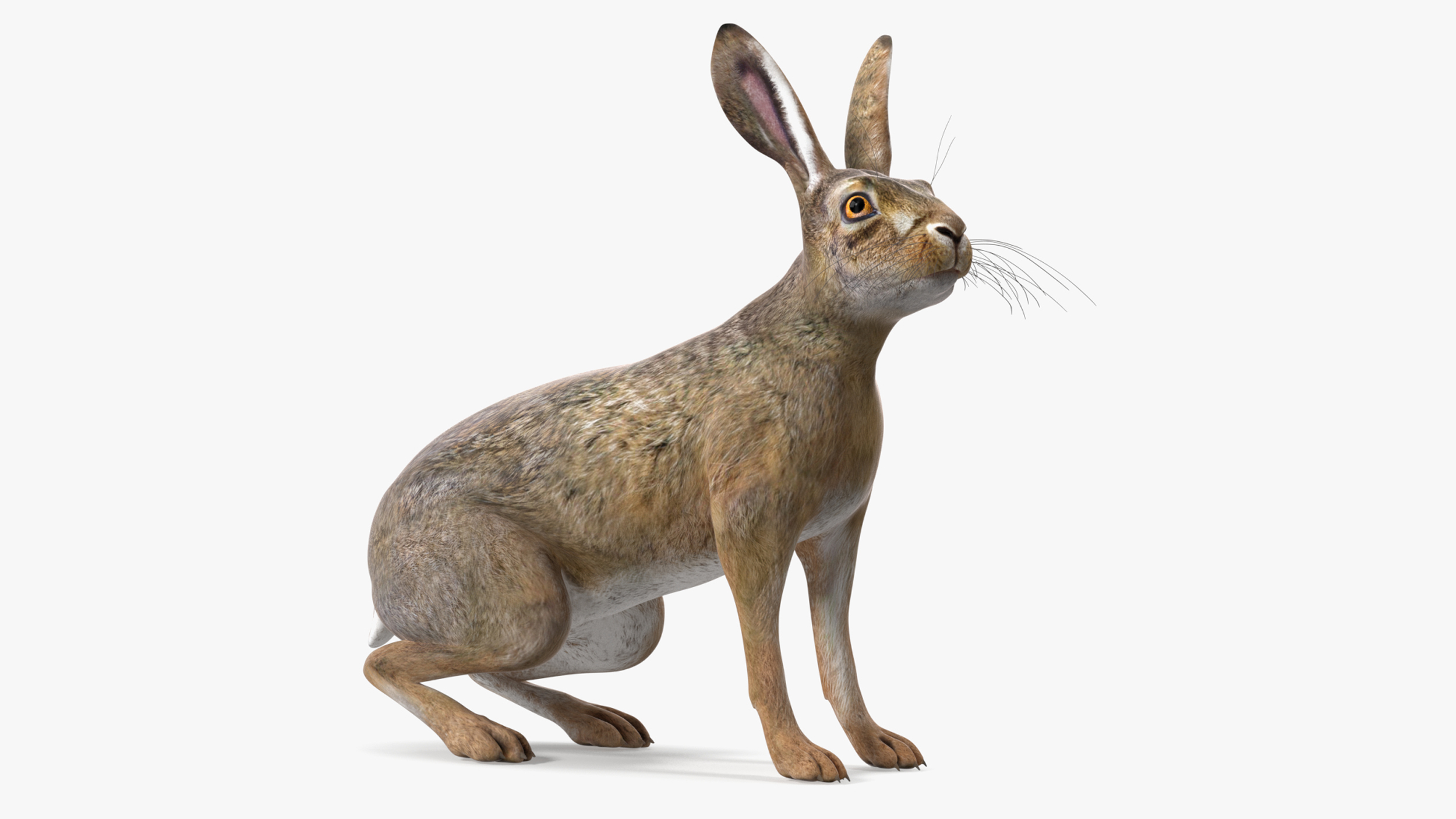 3D Jackrabbit Rigged for Cinema 4D