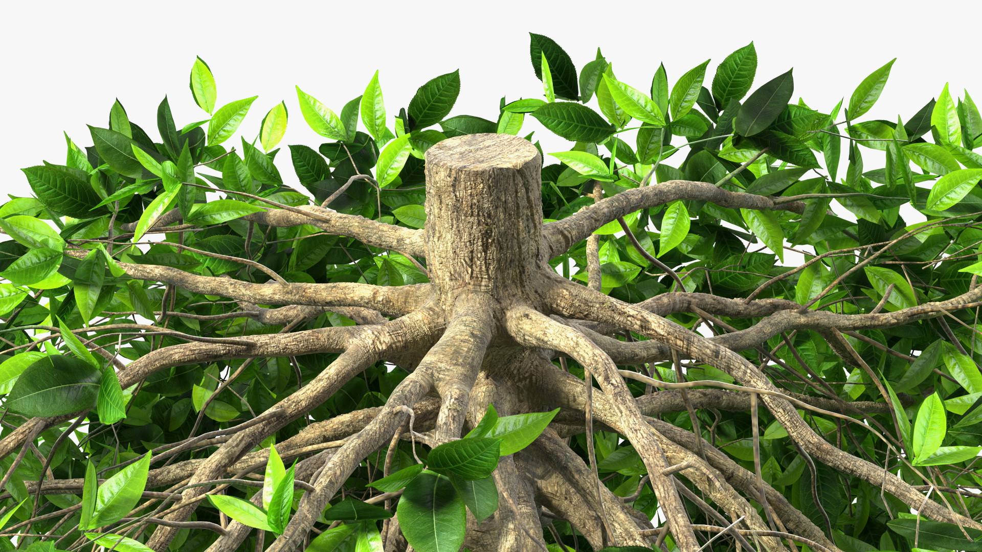 3D model Green Tea Tree Round