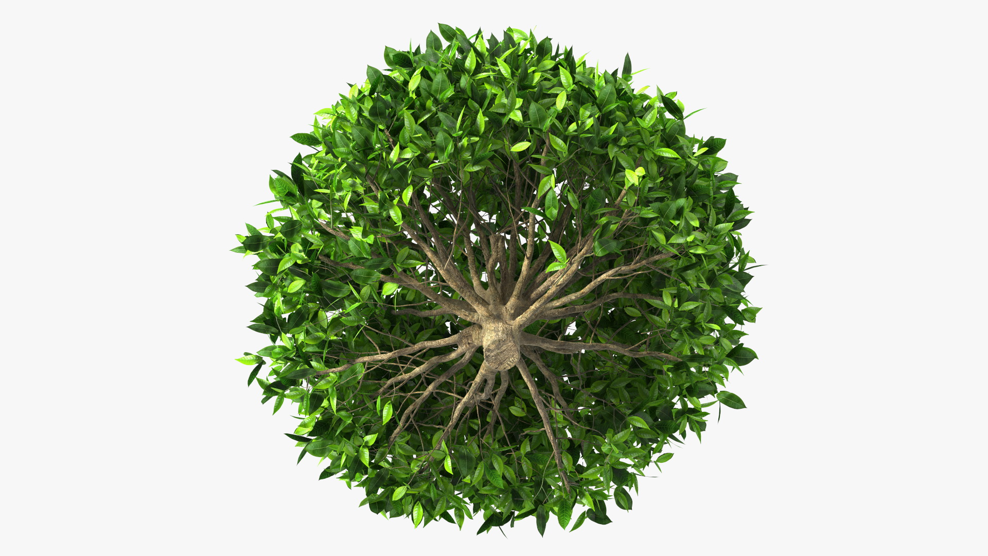 3D model Green Tea Tree Round