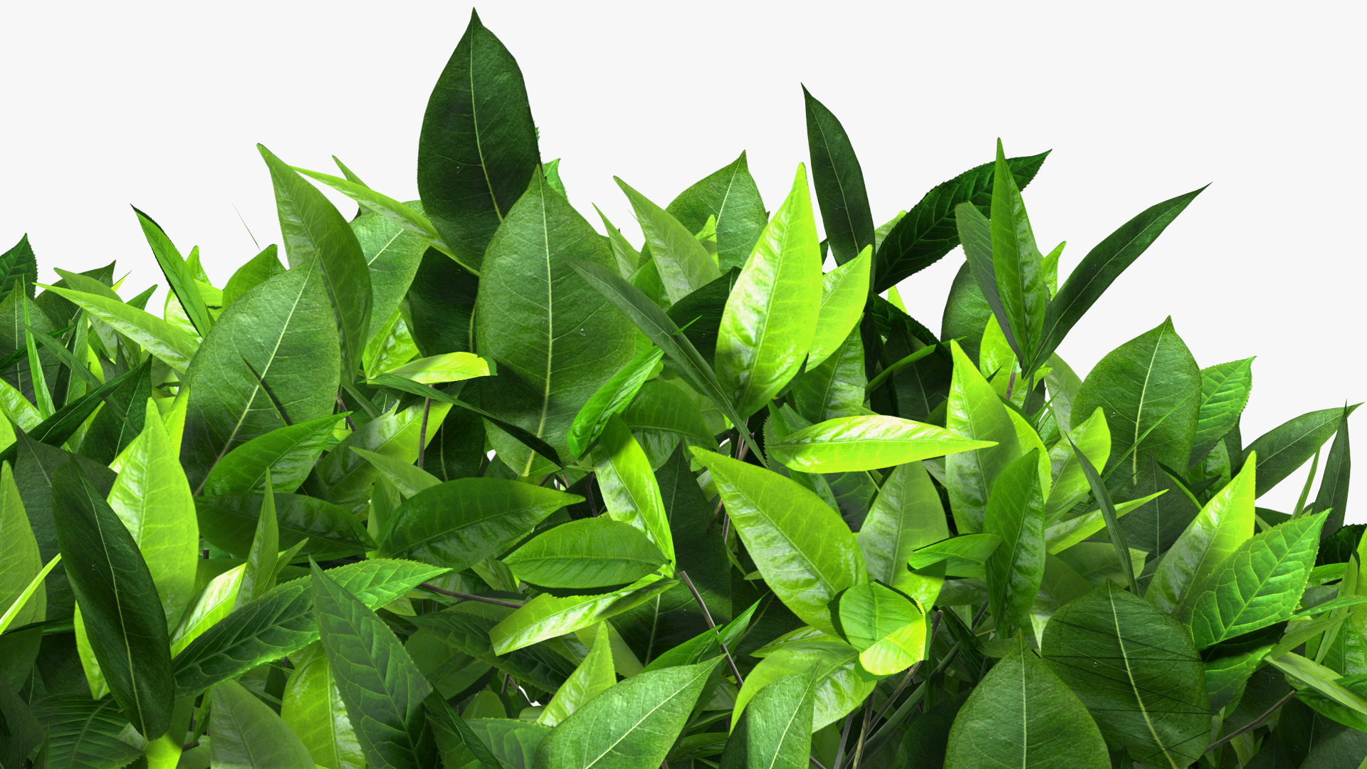 3D model Green Tea Tree Round