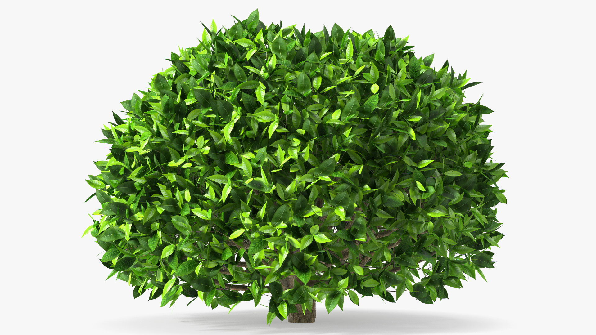 3D model Green Tea Tree Round