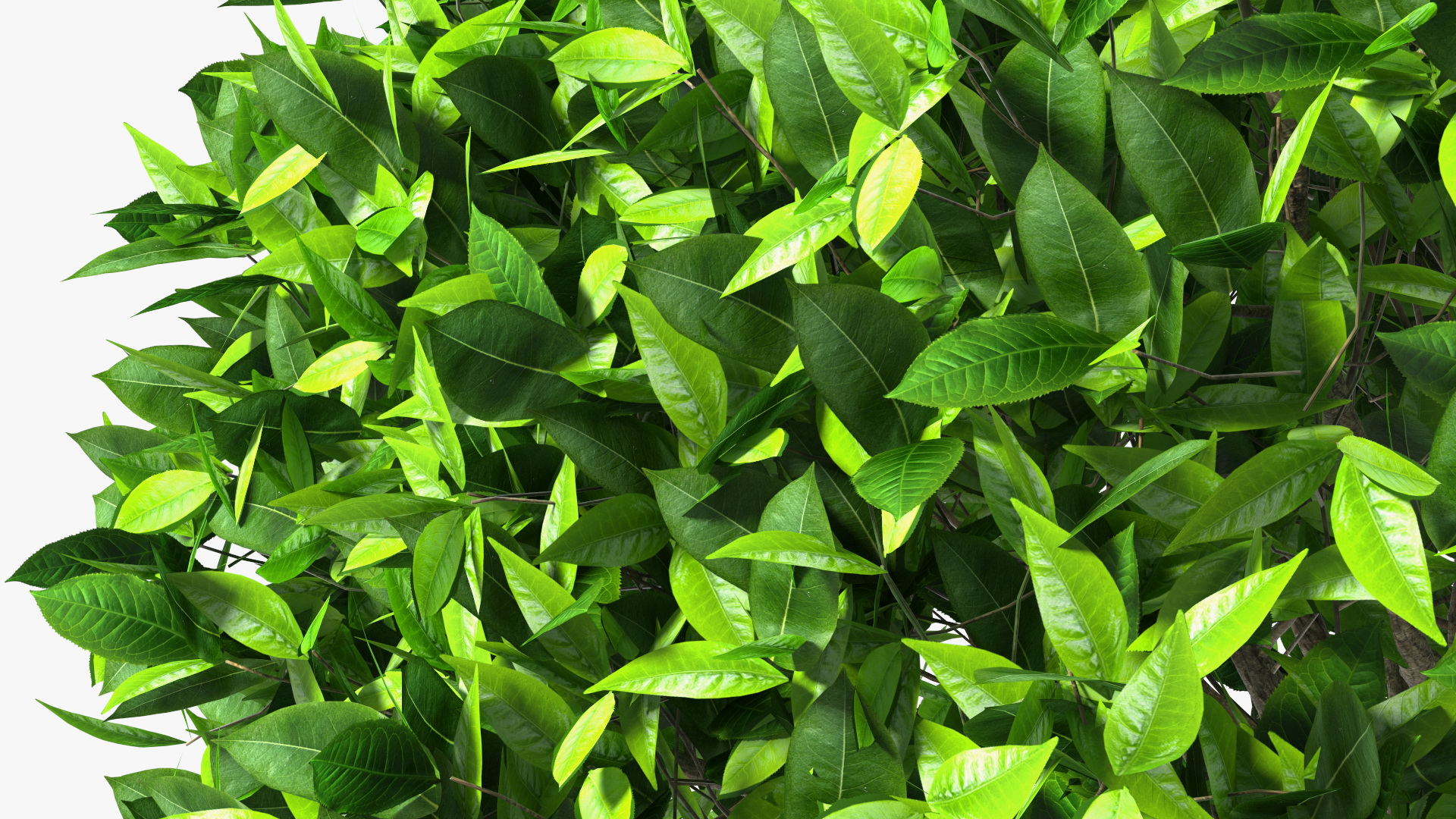 3D model Green Tea Tree Round