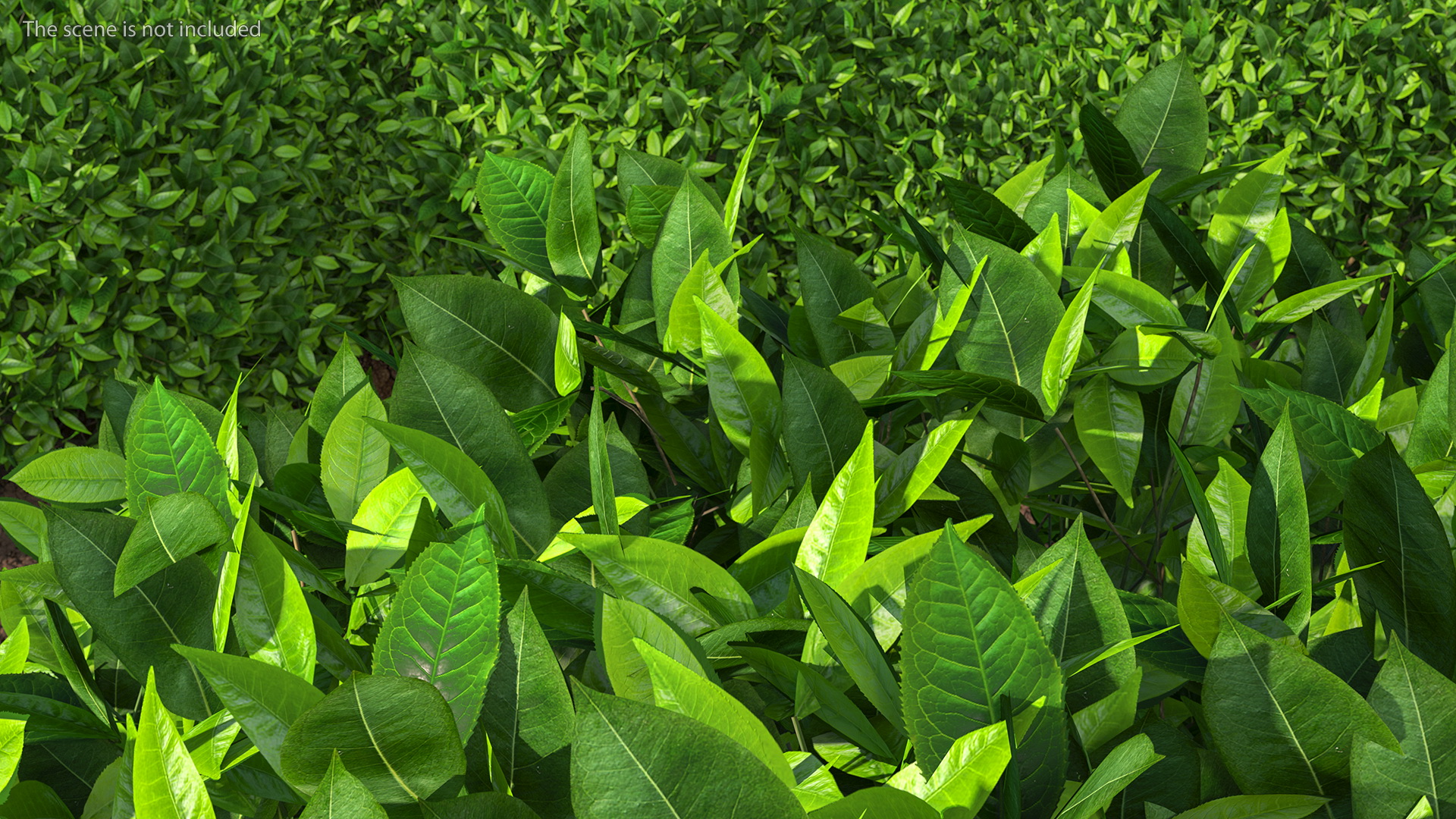 3D model Green Tea Tree Round