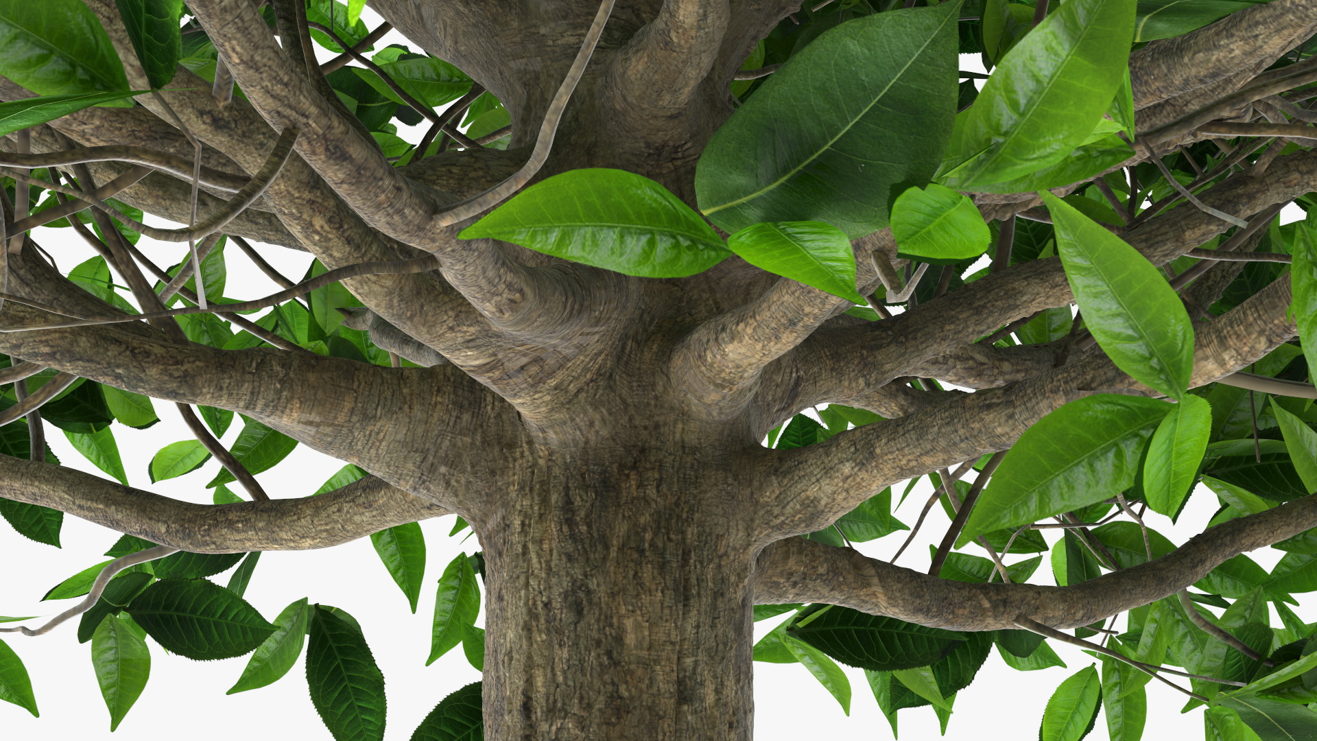 3D model Green Tea Tree Round