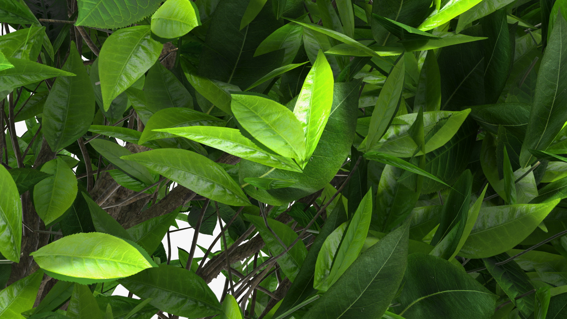 3D model Green Tea Tree Round