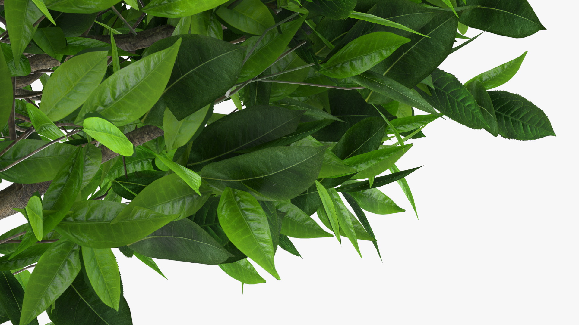 3D model Green Tea Tree Round