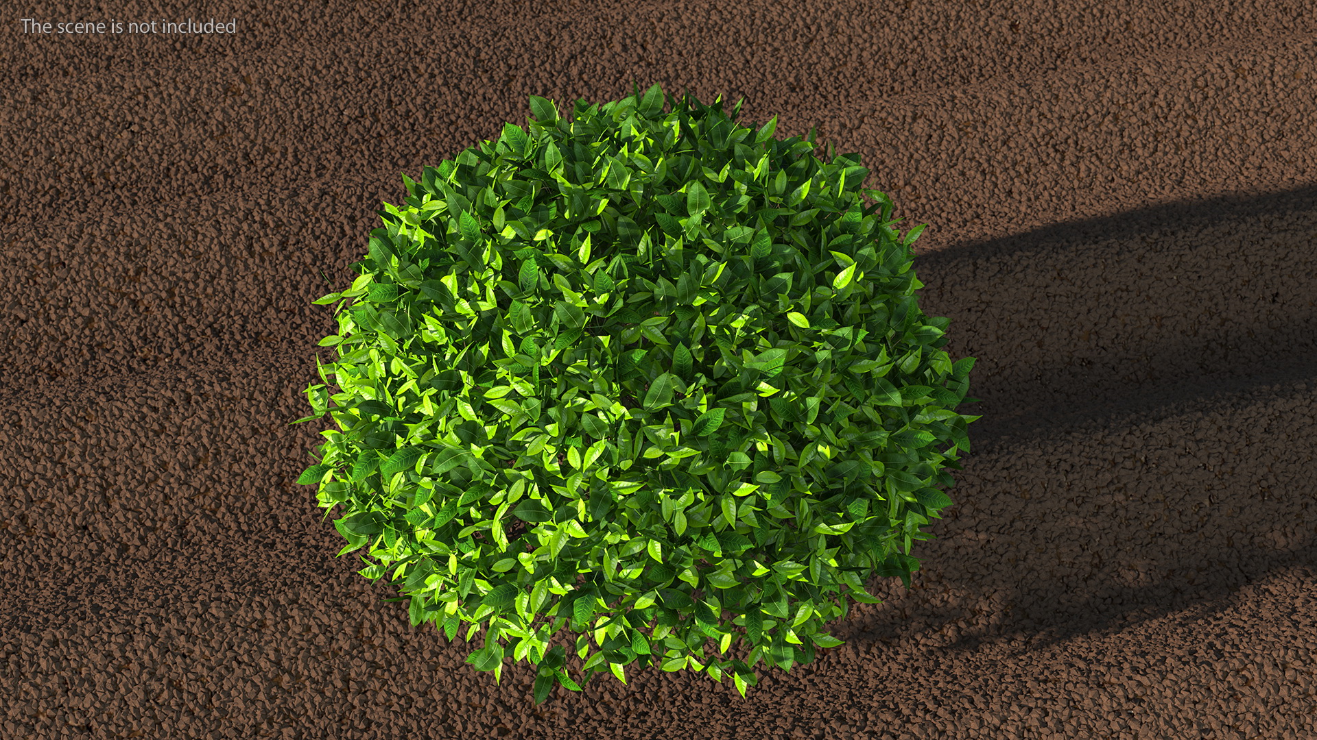 3D model Green Tea Tree Round