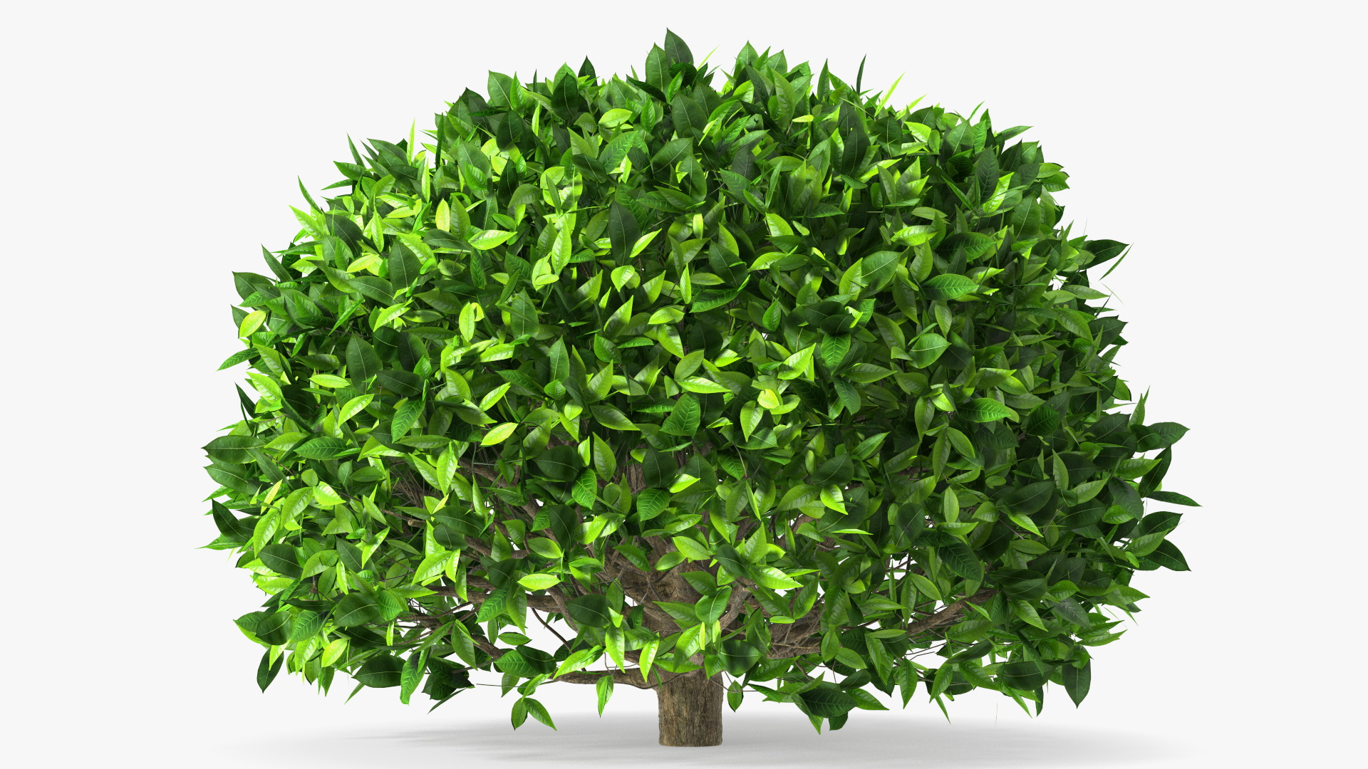 3D model Green Tea Tree Round