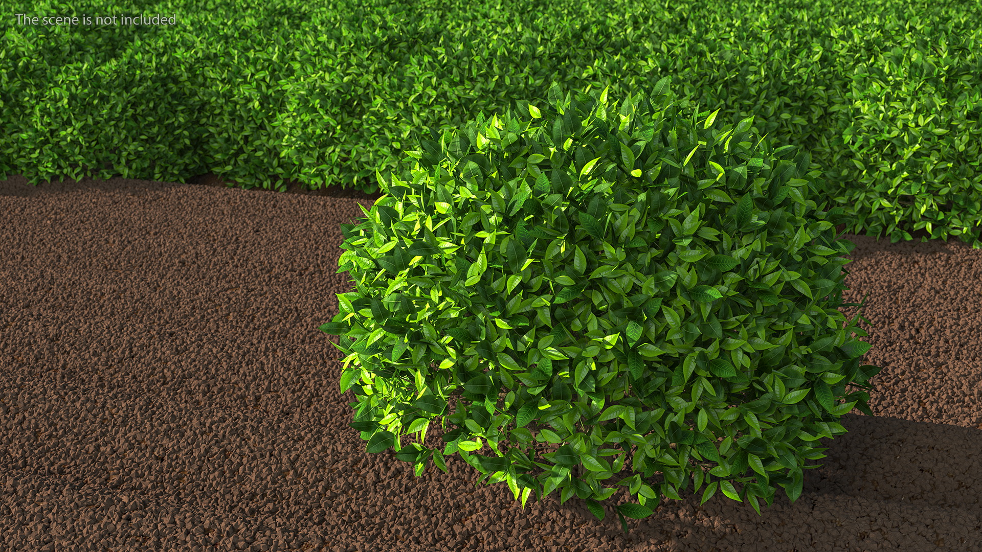 3D model Green Tea Tree Round