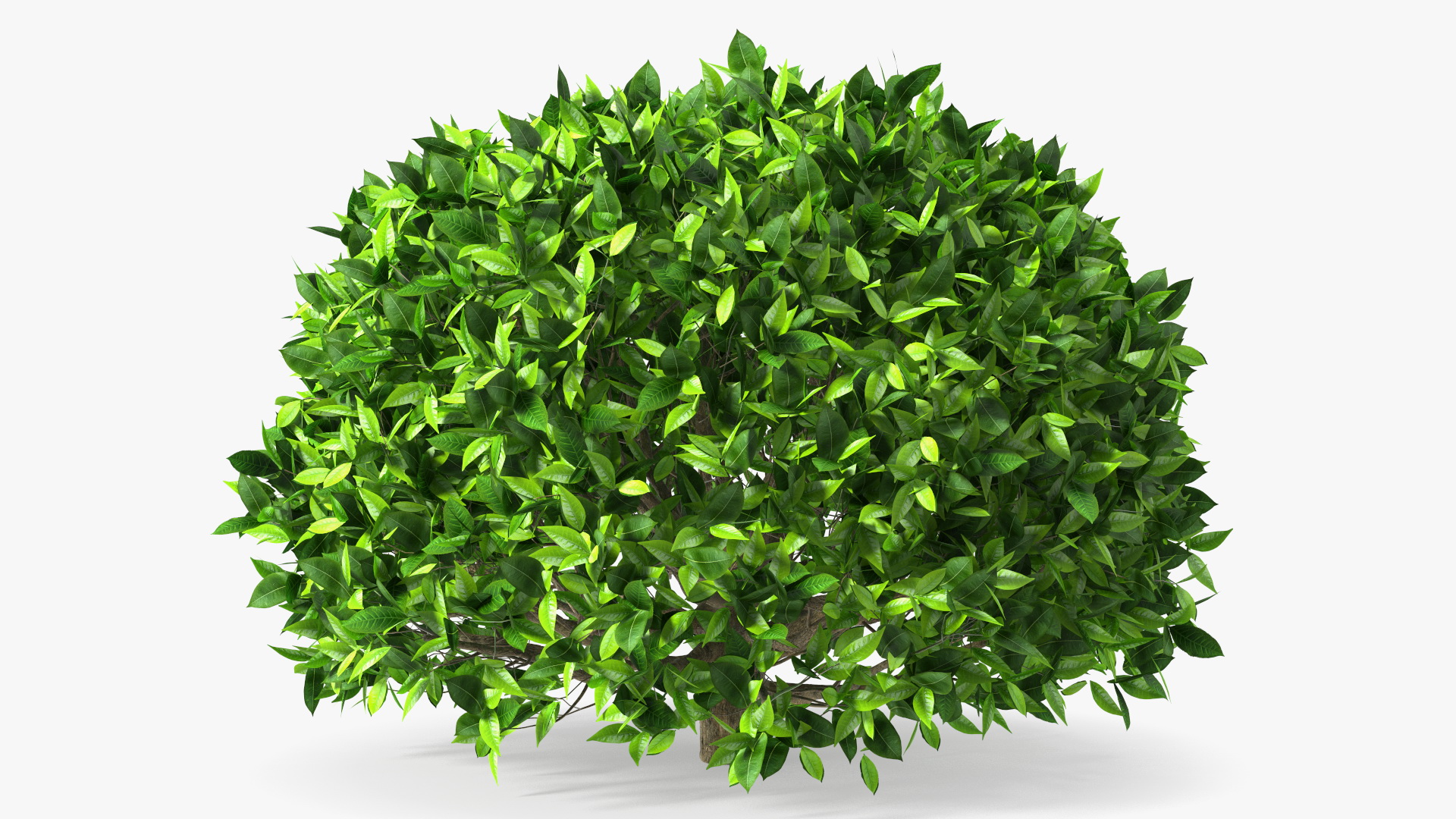 3D model Green Tea Tree Round