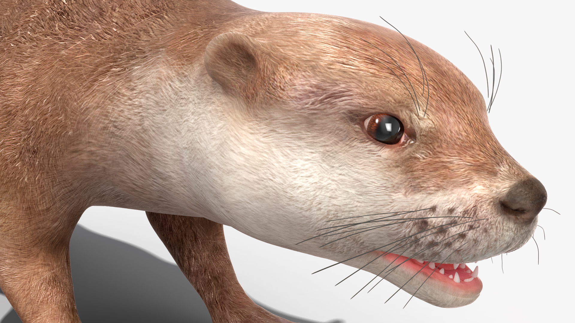 River Otter Basic Pose 3D