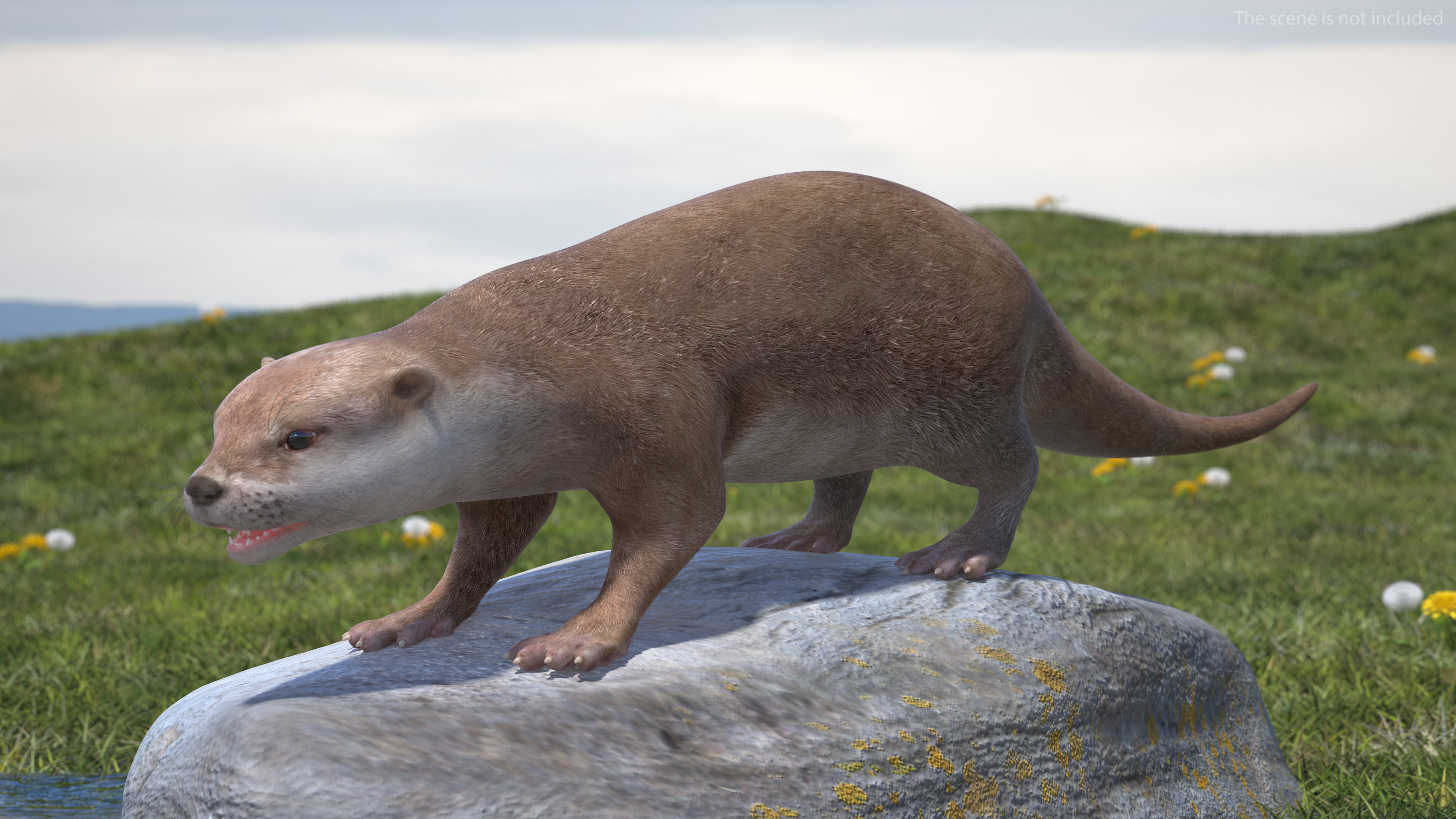 River Otter Basic Pose 3D