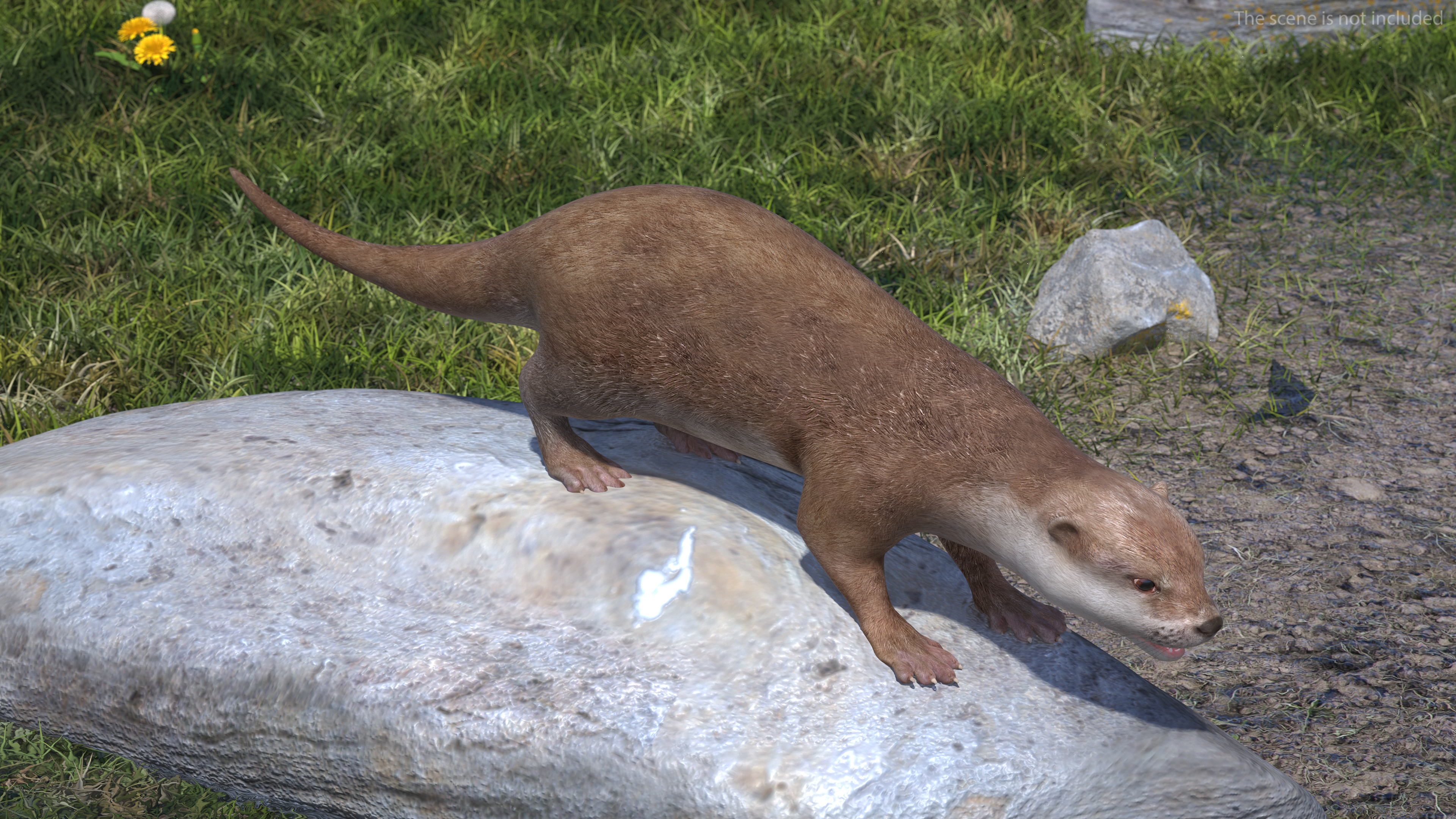 River Otter Basic Pose 3D