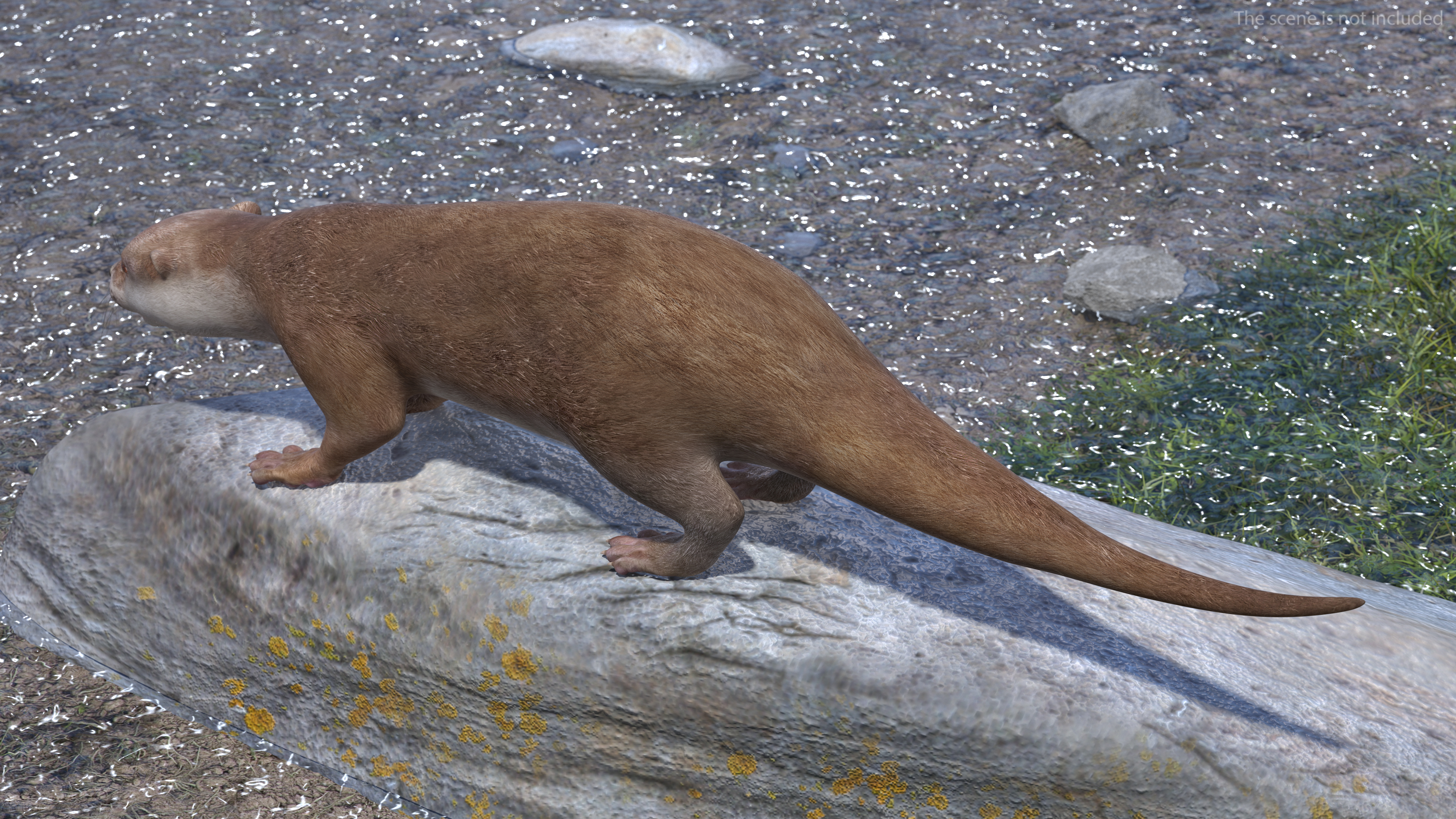 River Otter Basic Pose 3D
