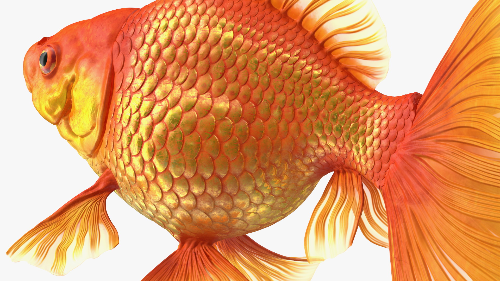 3D Orange Fancy Fantail Goldfish Swimming Pose model