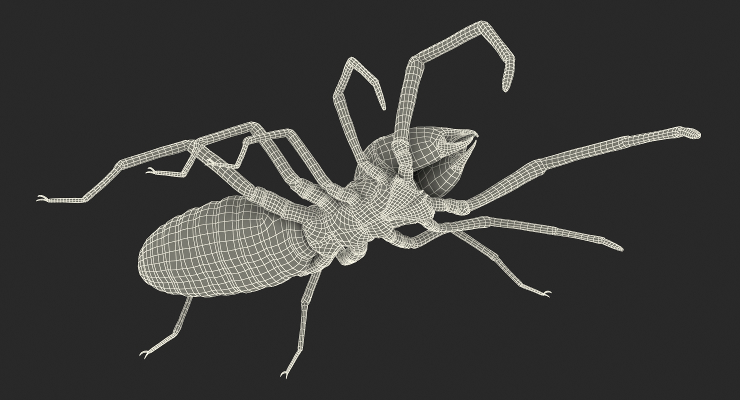 3D model Sun Spider