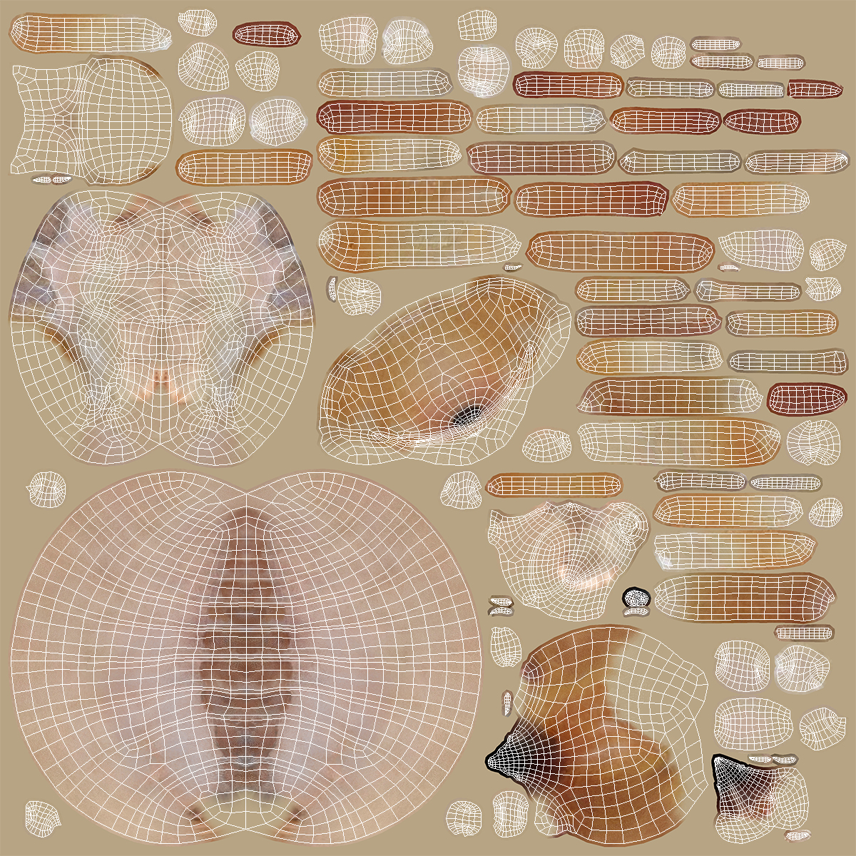 3D model Sun Spider