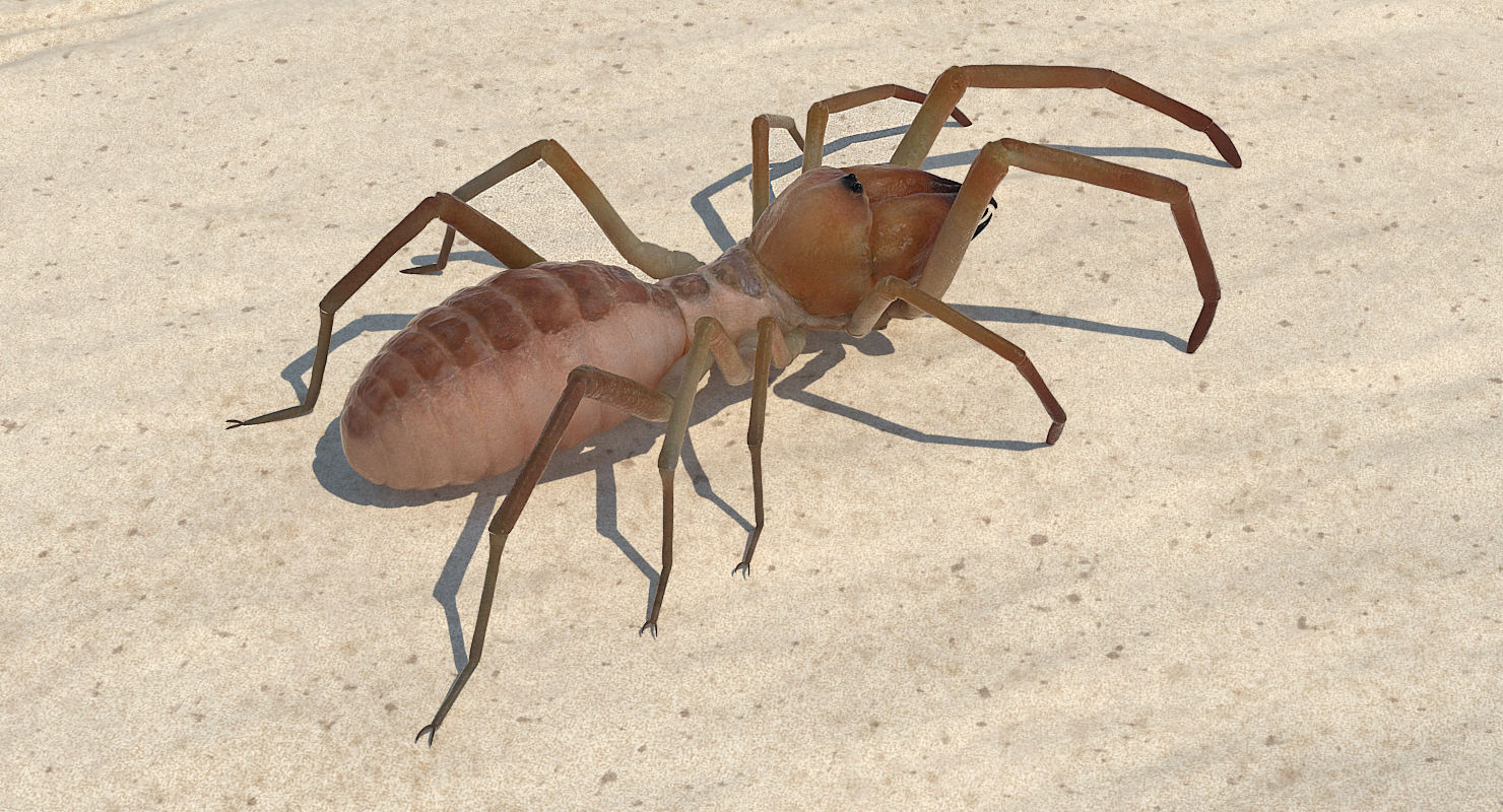 3D model Sun Spider
