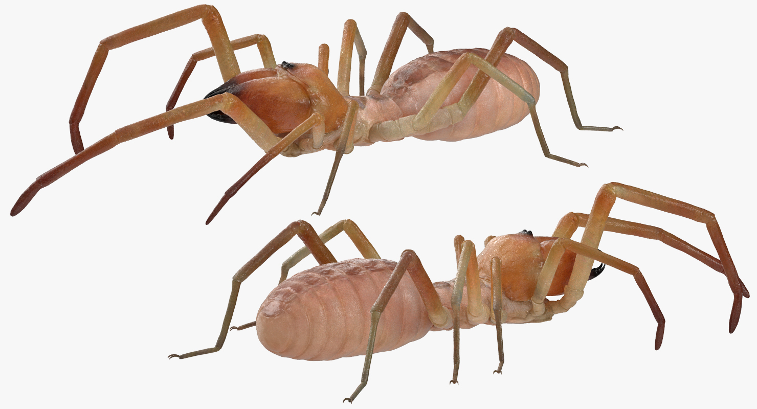 3D model Sun Spider