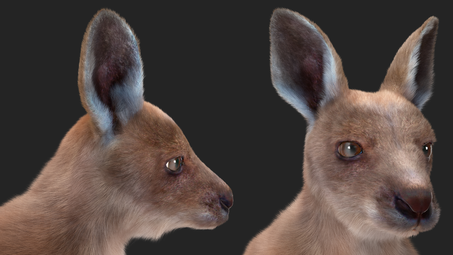 Baby Kangaroo Fur 3D