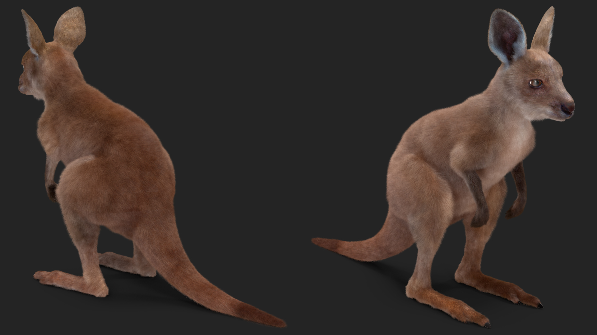 Baby Kangaroo Fur 3D