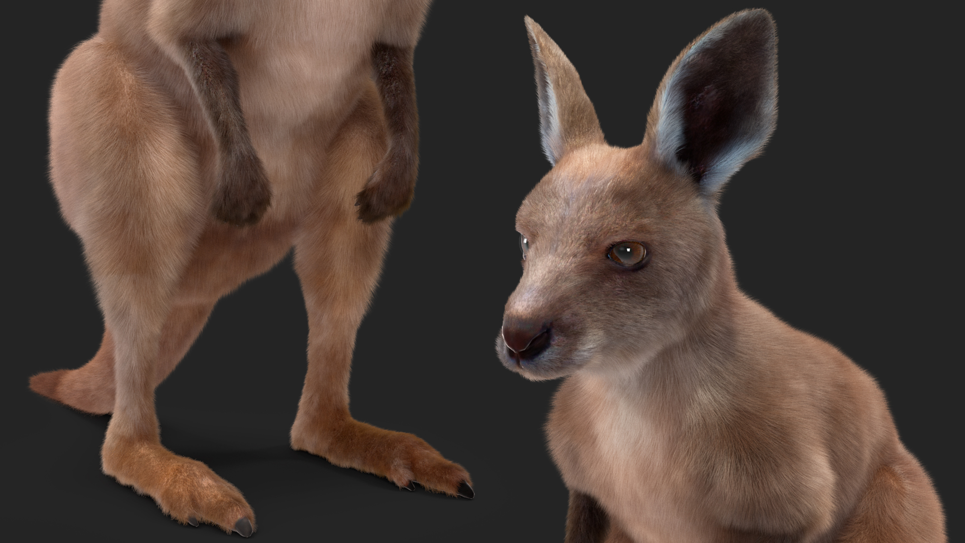Baby Kangaroo Fur 3D