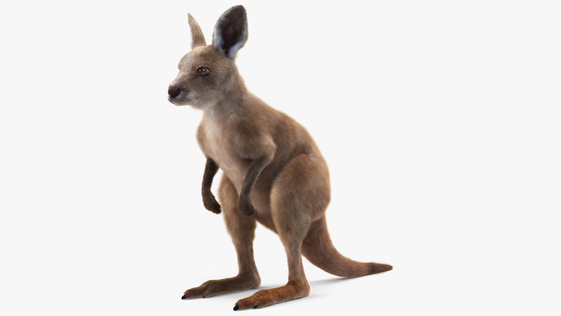 Baby Kangaroo Fur 3D