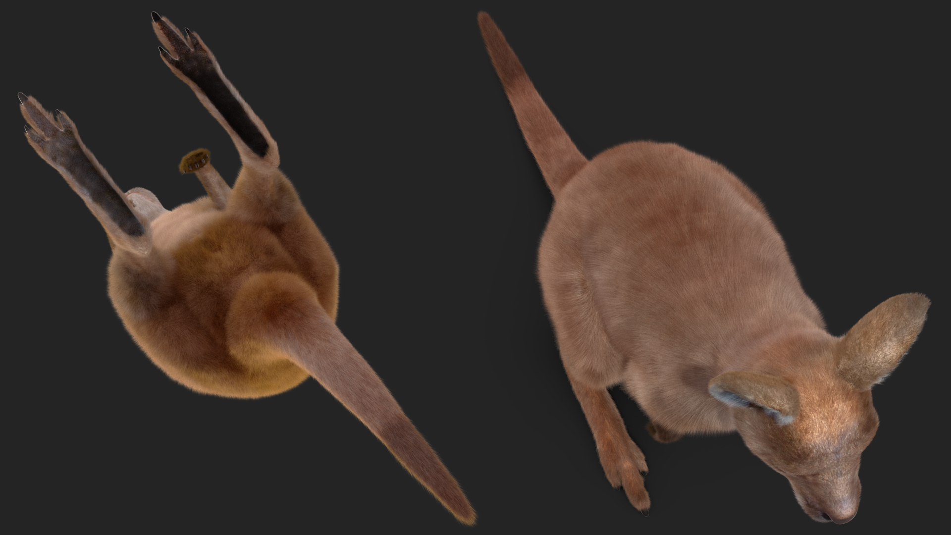 Baby Kangaroo Fur 3D