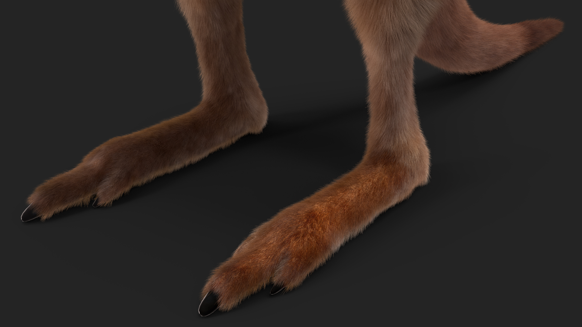 Baby Kangaroo Fur 3D