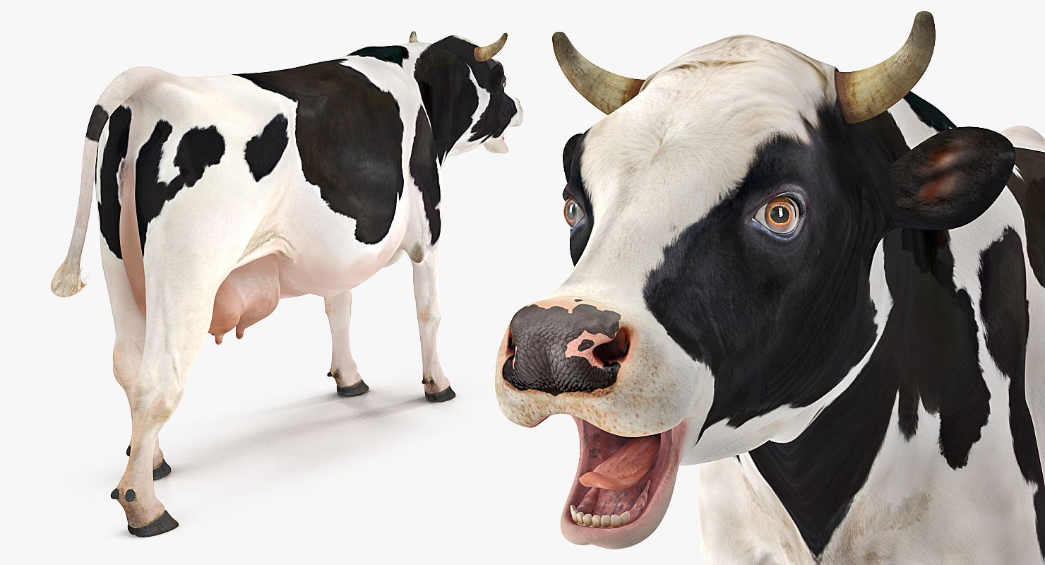 3D Dairy Cow Rigged